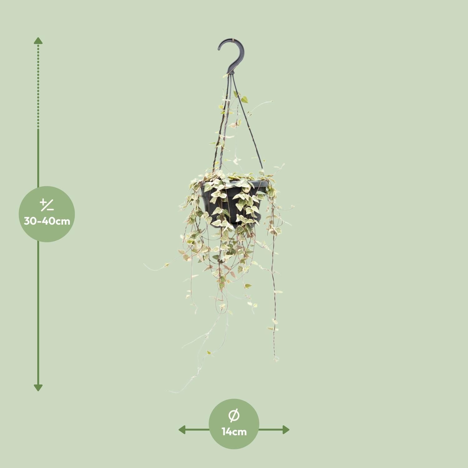 Ceropegia Woodii Merel (8720985403574)