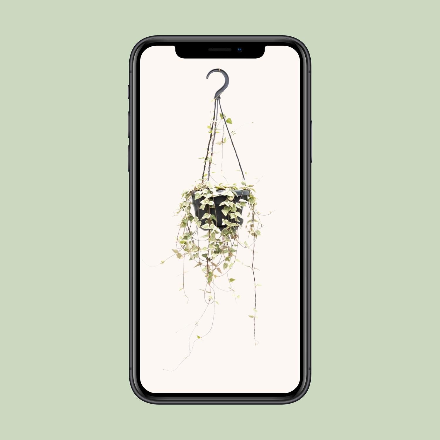 Ceropegia Woodii Merel (8720985403574)