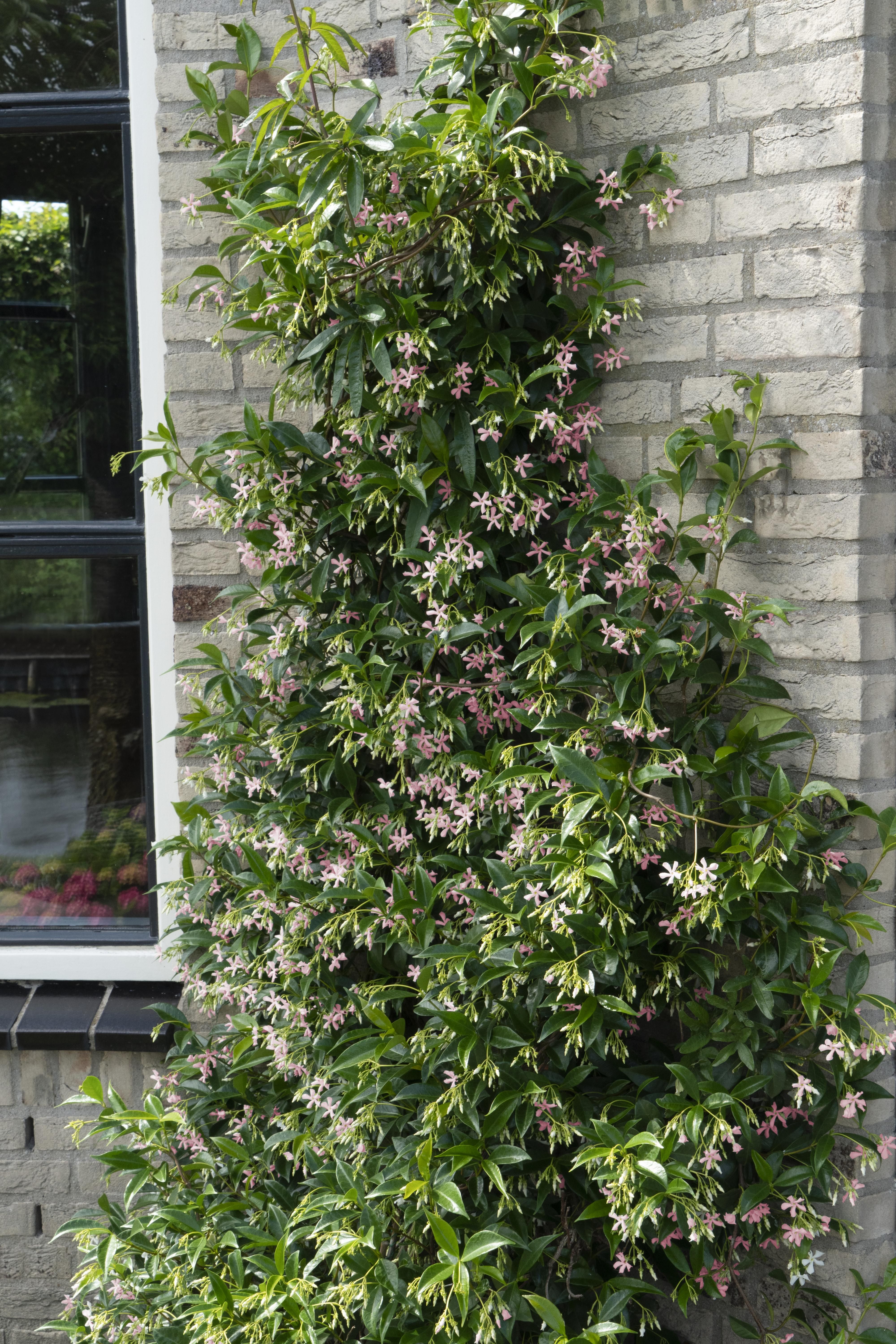 Hoogeveen 2x - Trachelospermum 'Star of Ibiza' - ↨65cm - Ø15 (8720955321235)