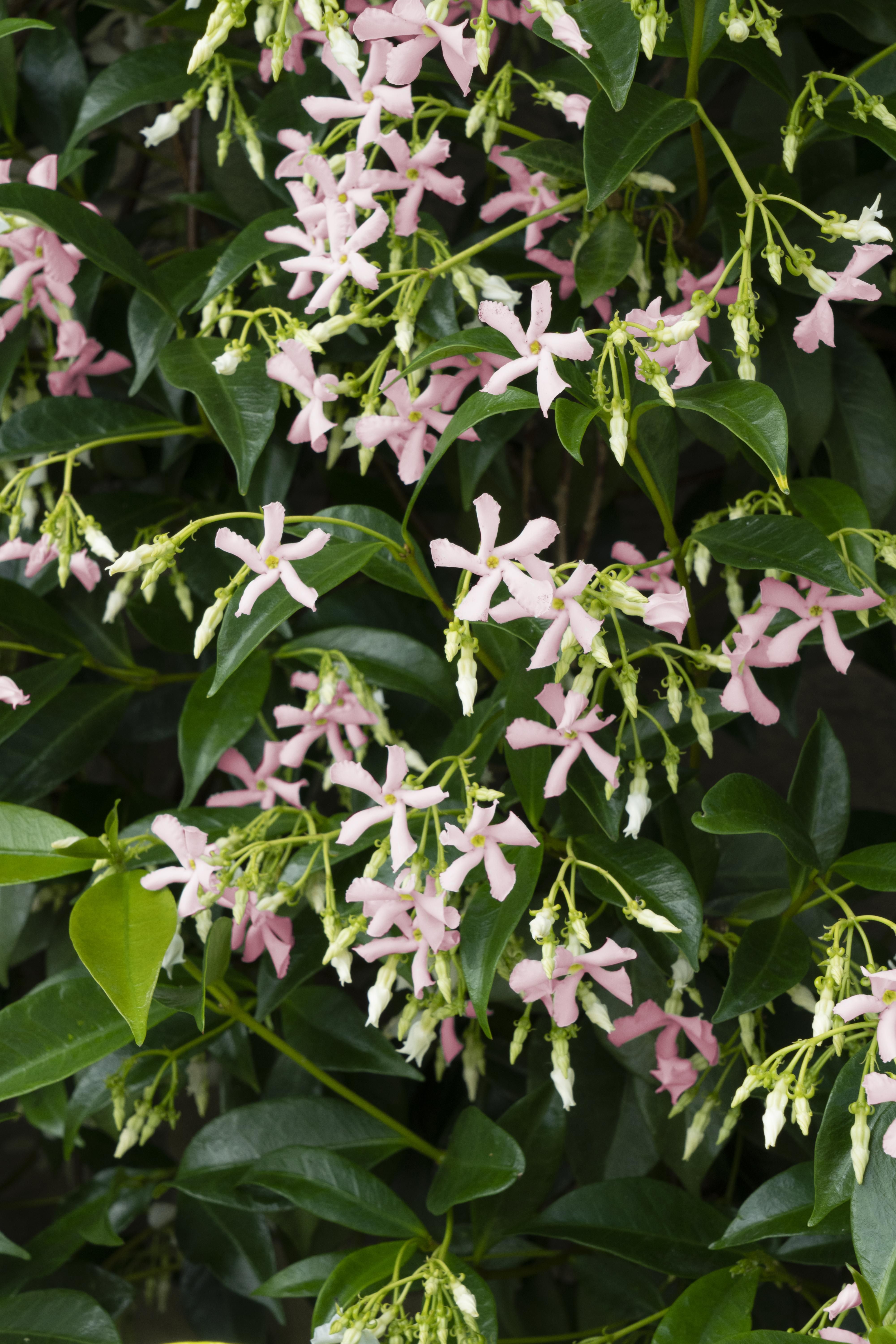 Hoogeveen 2x - Trachelospermum 'Star of Ibiza' - ↨65cm - Ø15 (8720955321235)