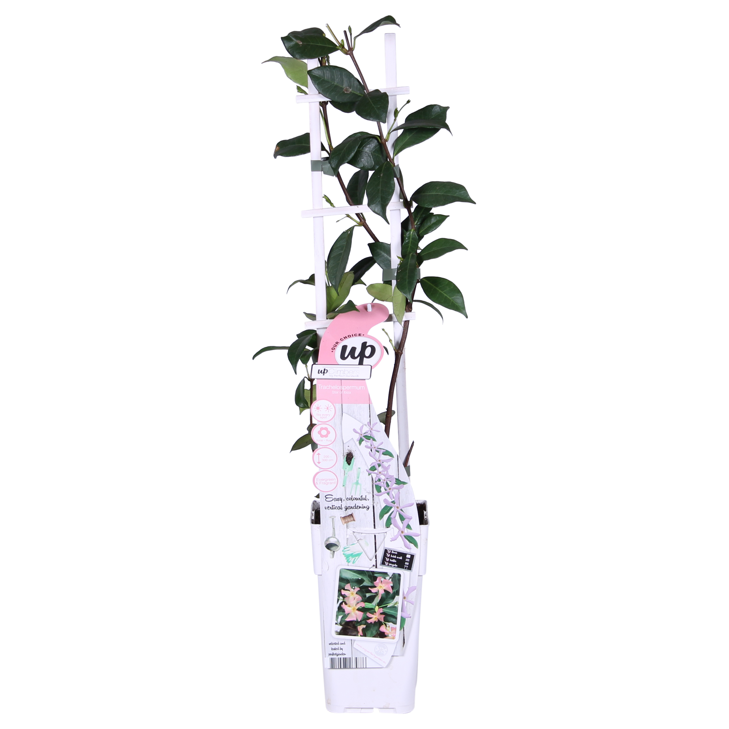 Hoogeveen 2x - Trachelospermum 'Star of Ibiza' - ↨65cm - Ø15 (8720955321235)
