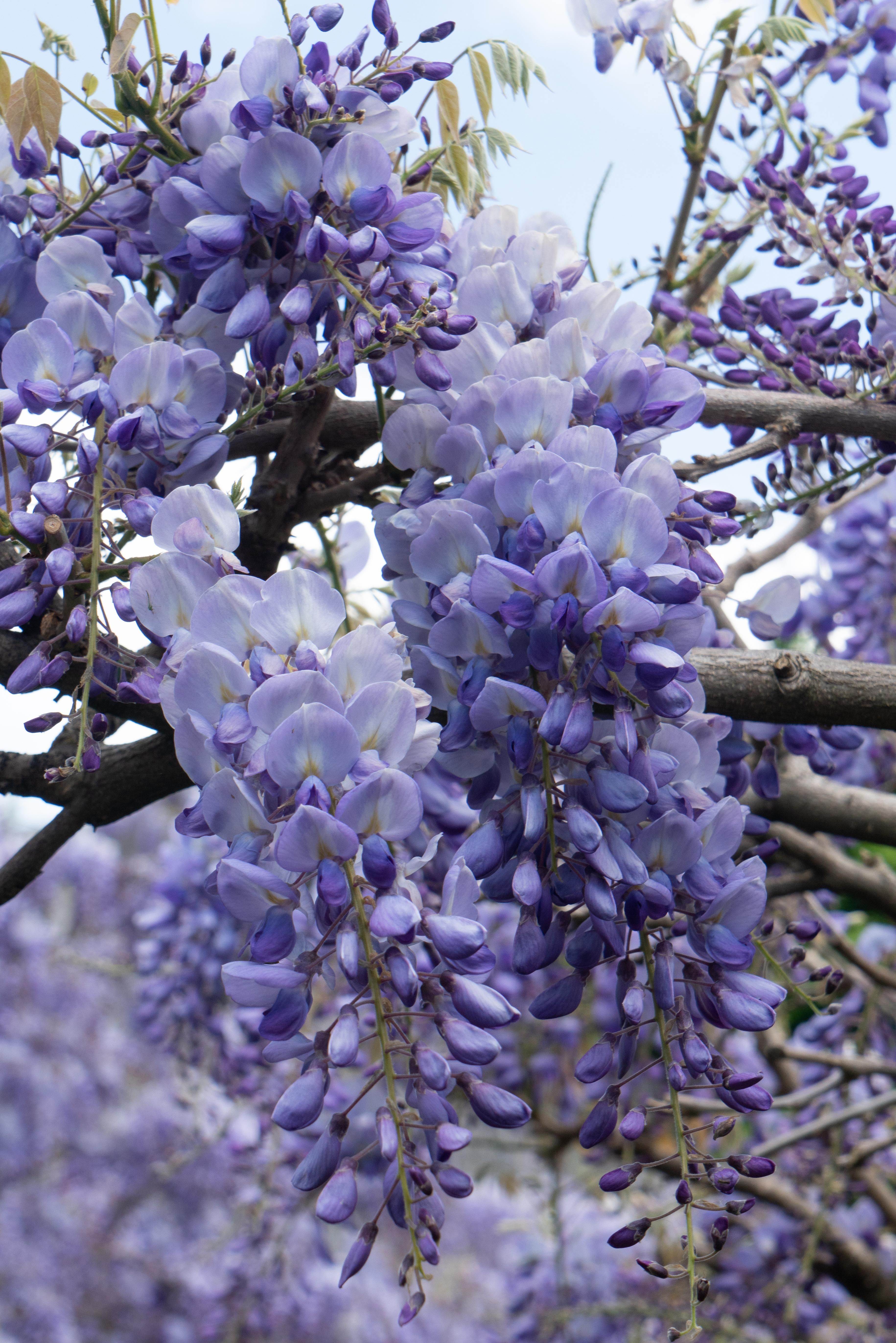 Hoogeveen 2x Wisteria sinensis 'Prolific' - ↨65cm - Ø15 (8720955321327)