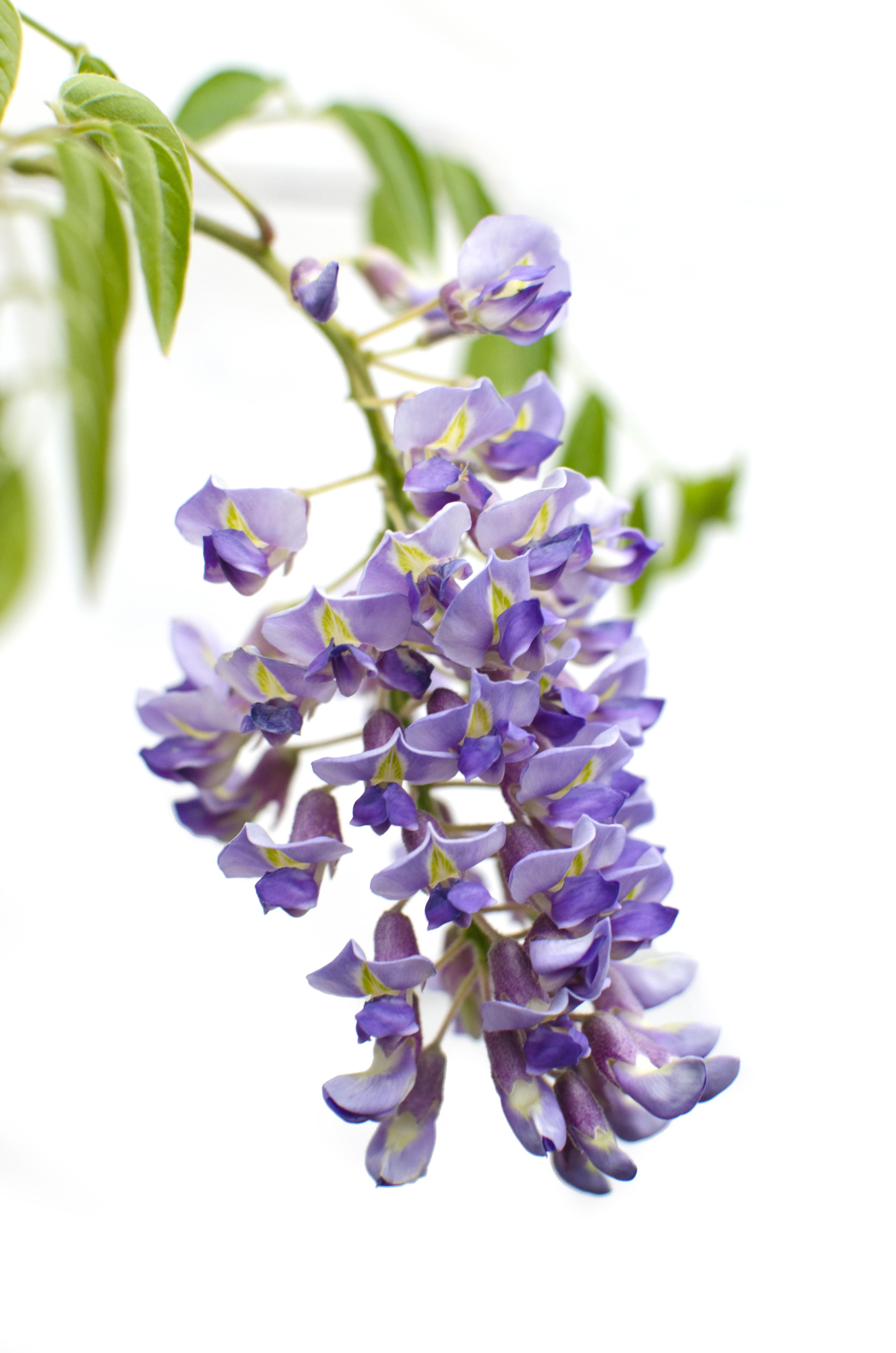 Hoogeveen 2x Wisteria sinensis 'Prolific' - ↨65cm - Ø15 (8720955321327)