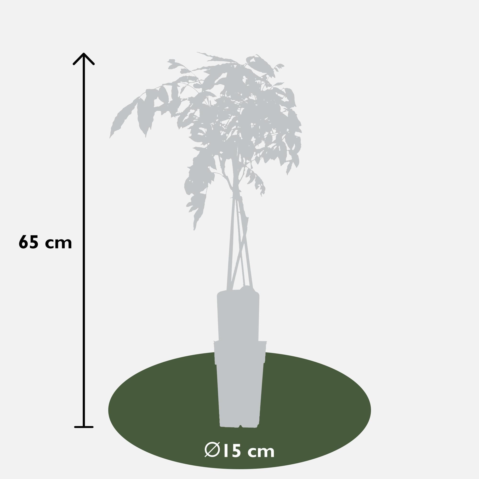 Hoogeveen 2x Wisteria sinensis 'Prolific' - ↨65cm - Ø15 (8720955321327)
