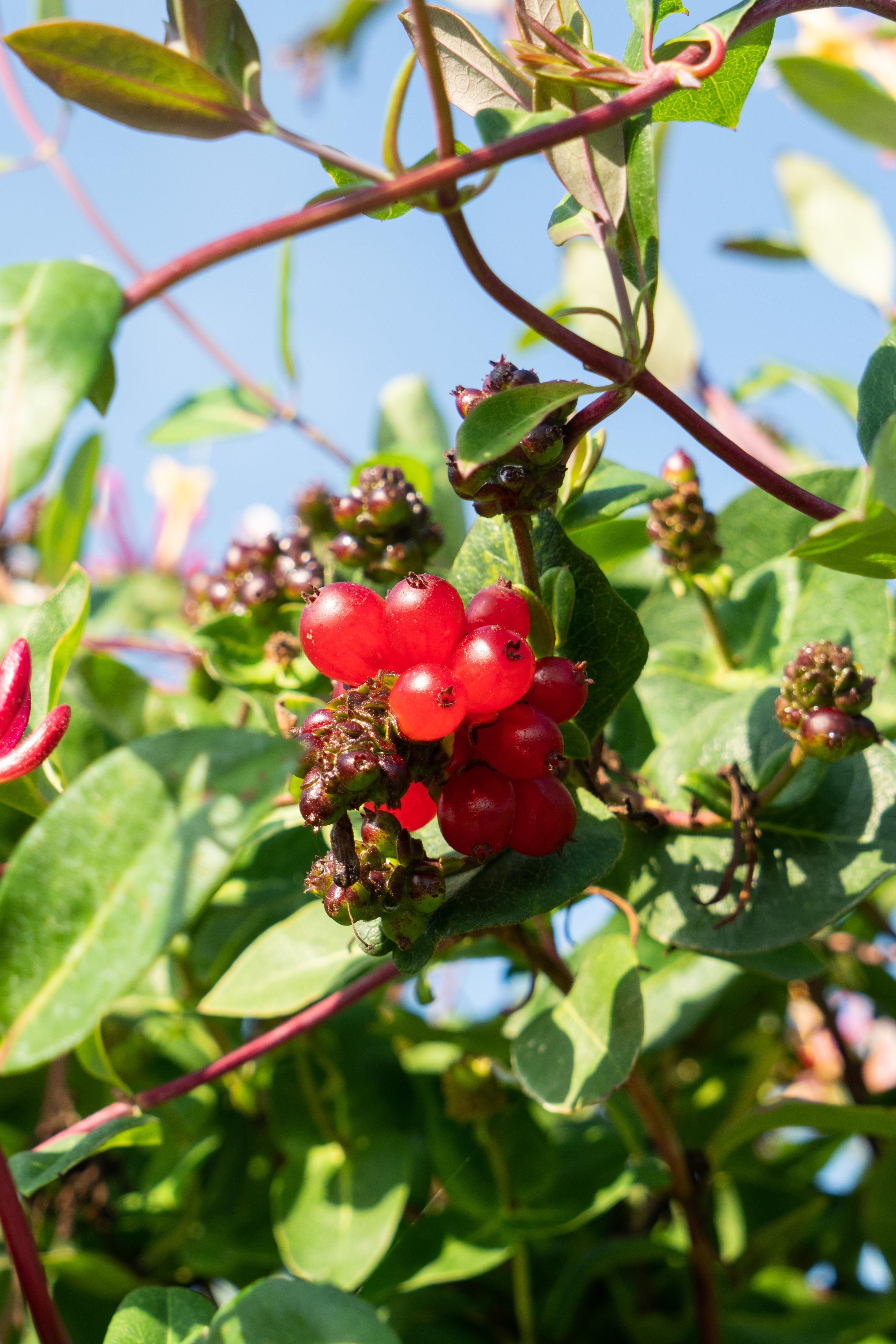 Hoogeveen 4x - Lonicera periclymenum 'Serotina' - ↨65cm - Ø15 (8720955320641)