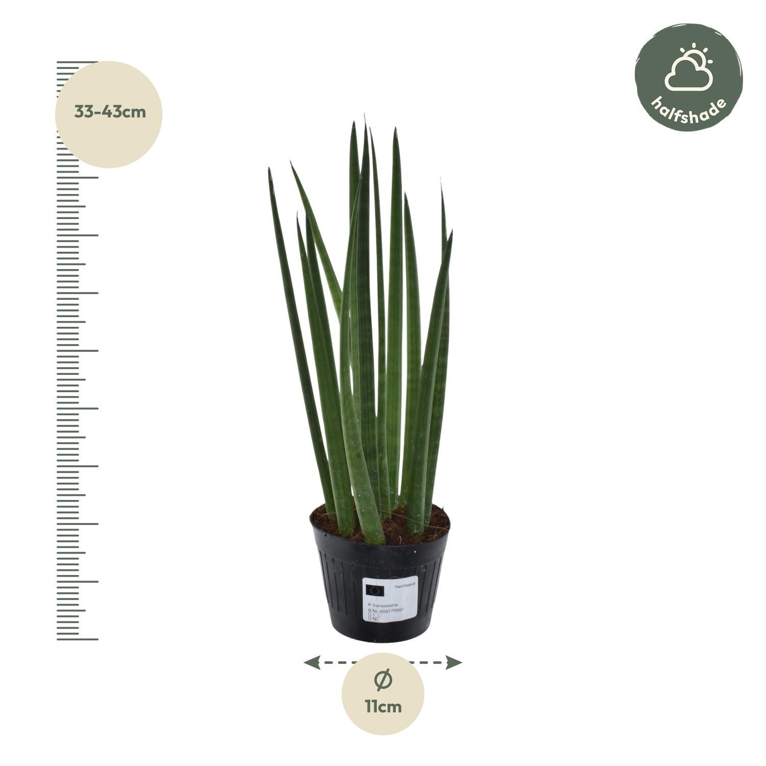 Sansevieria cylindrica 'Bacularis' / Mikado - 38 cm - ø10,5 (8721081685079)
