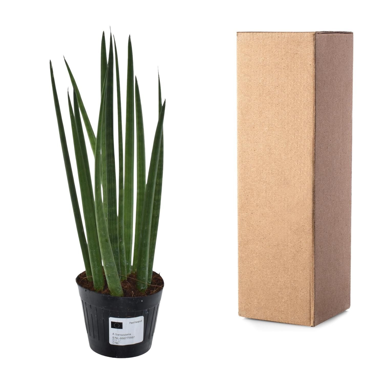 Sansevieria cylindrica 'Bacularis' / Mikado - 38 cm - ø10,5 (8721081685079)