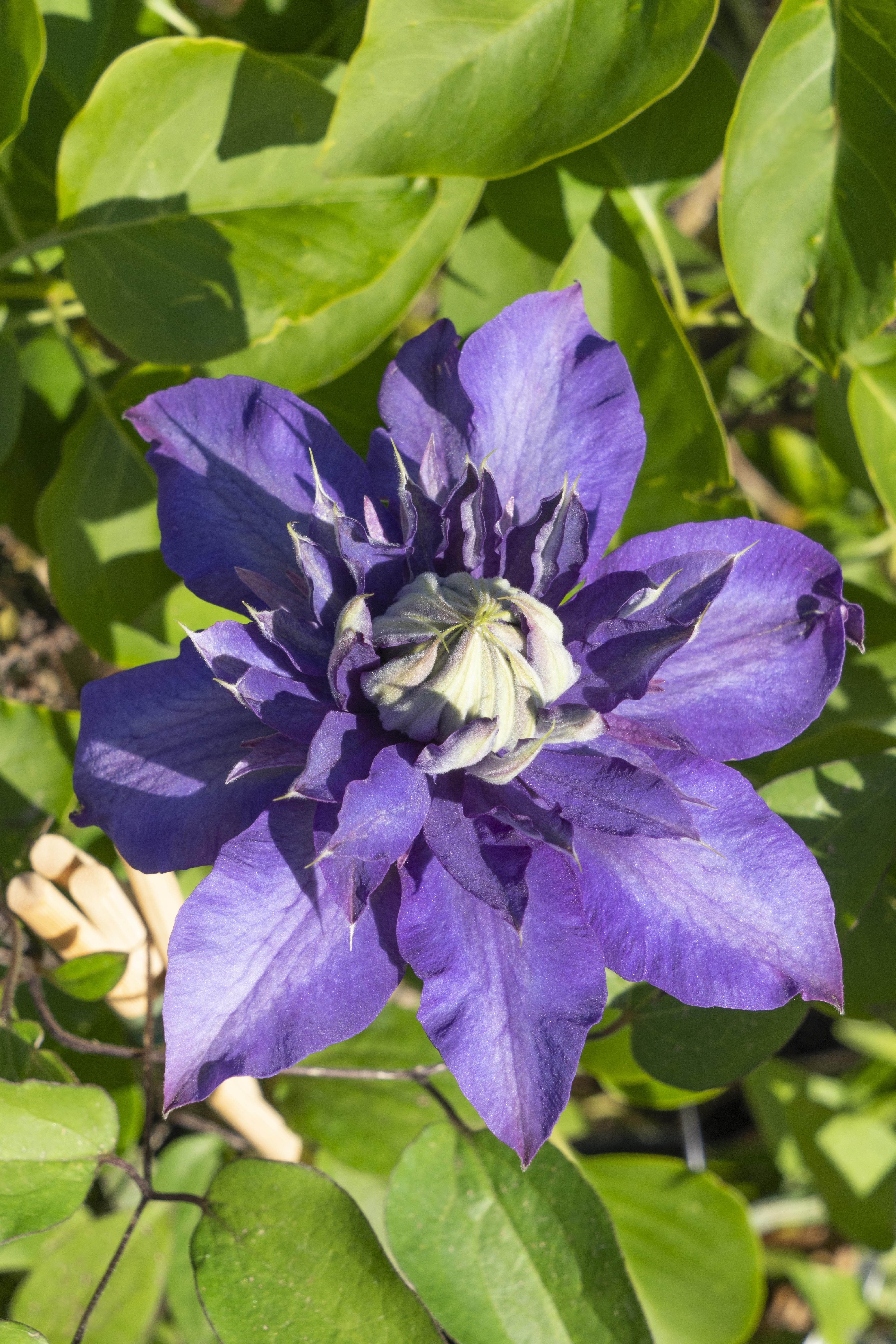 Hoogeveen 4x - Clematis Multi Blue - ↨65cm - Ø15 (8720955320955)