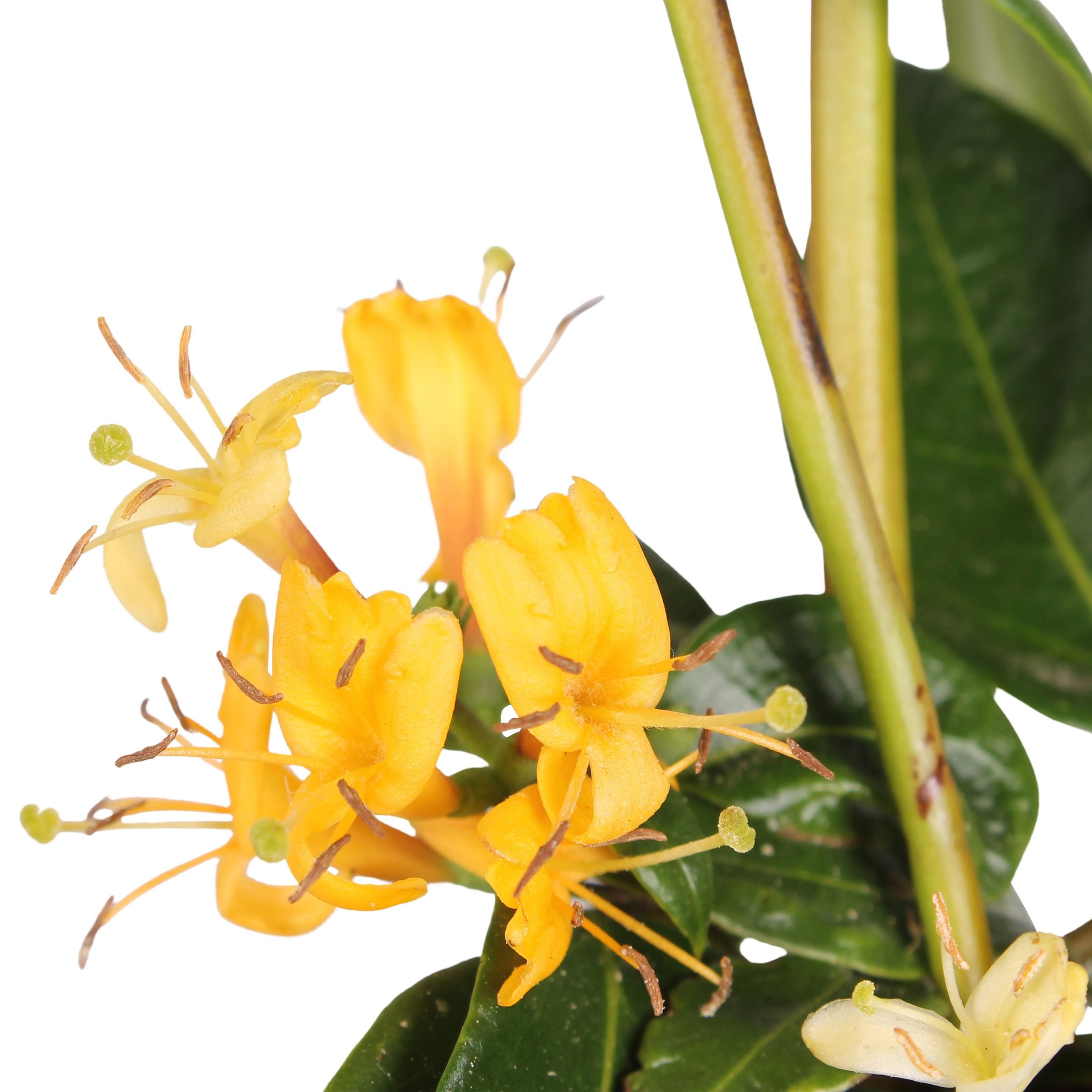 Hoogeveen 3x - Lonicera henryi - ↨65cm - Ø15 (8720955320559)