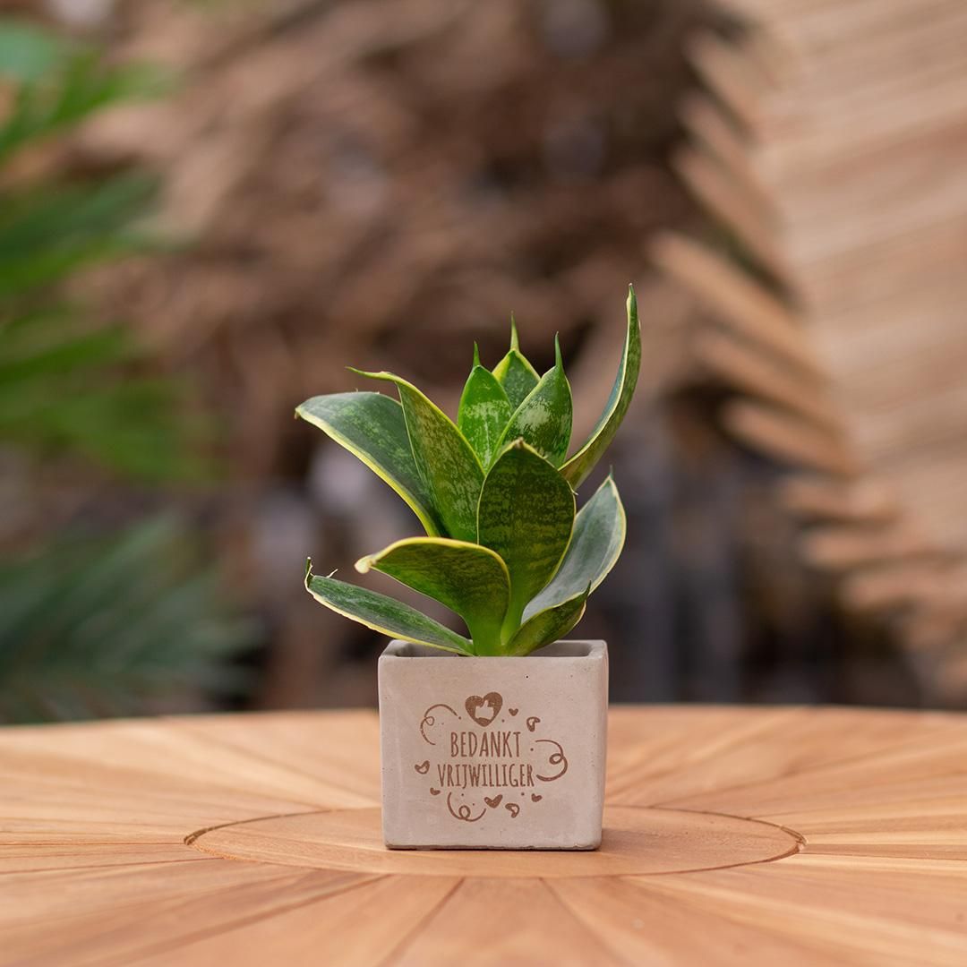Congreet plantpots + Sansevieria | Bedankt vrijwilliger (8721225131387)