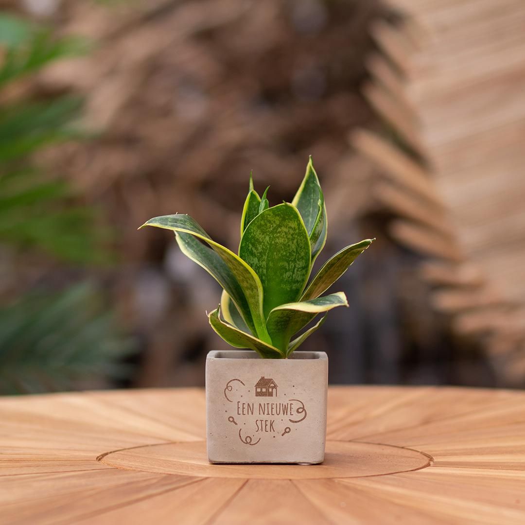 Congreet plantpots + Sansevieria | Een nieuwe stek (8721225131455)