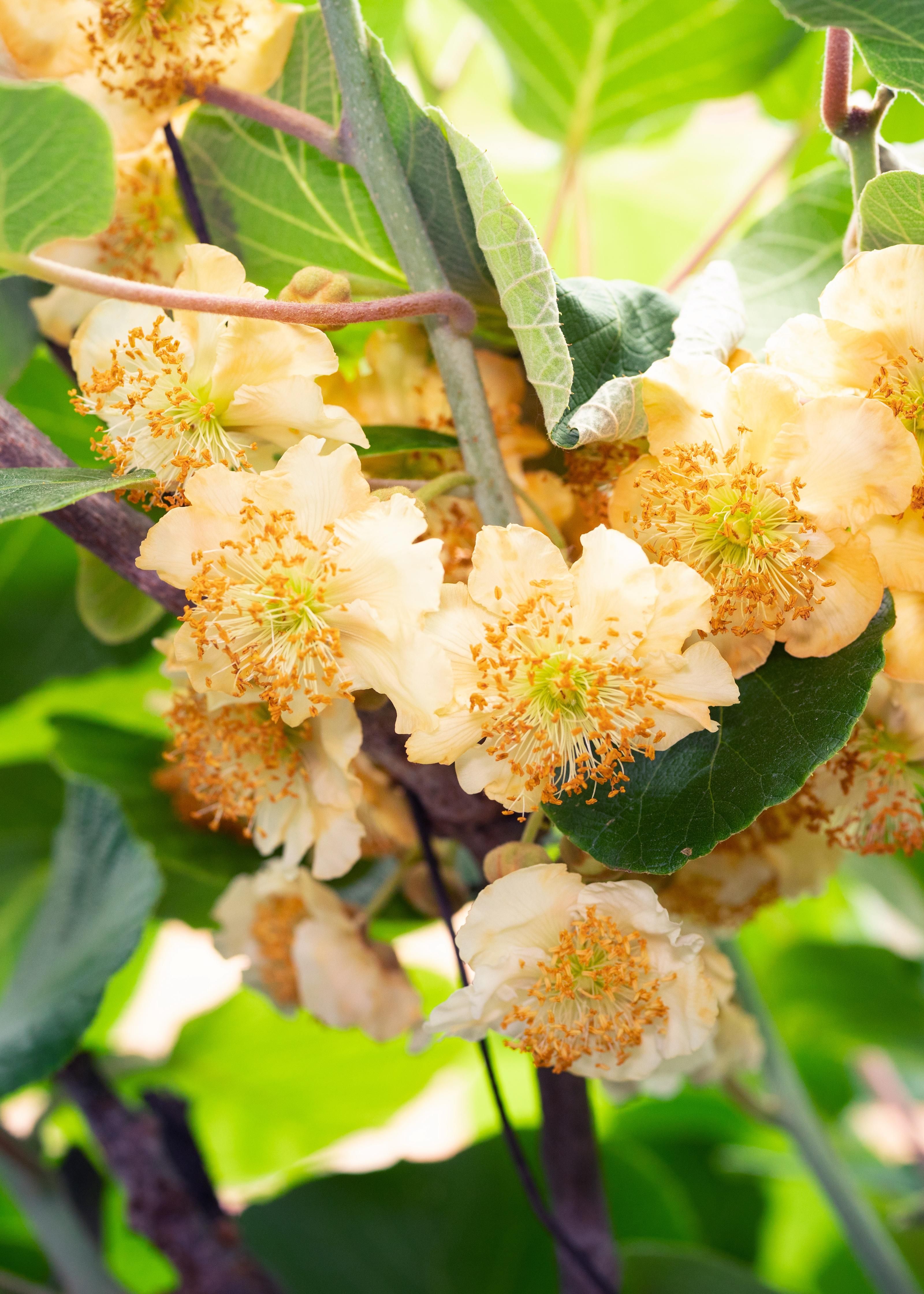 Hoogeveen 3x - Actinidia delciosioa 'Jenny' - ↨45cm - Ø13 (8720955321488)