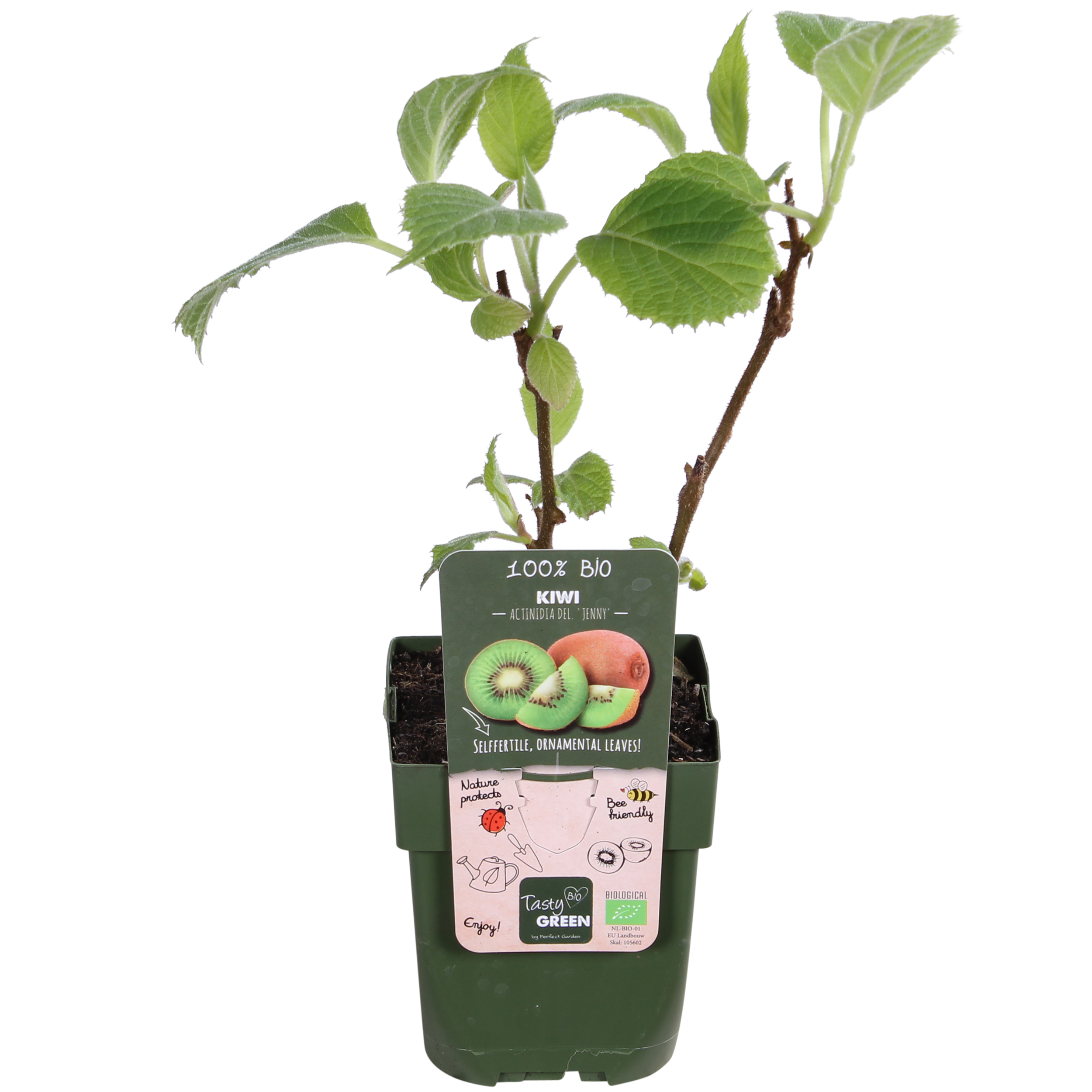 Hoogeveen 3x - Actinidia delciosioa 'Jenny' - ↨45cm - Ø13 (8720955321488)