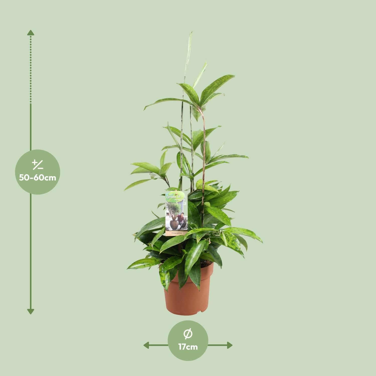 Dracaena Surculosa (9657)