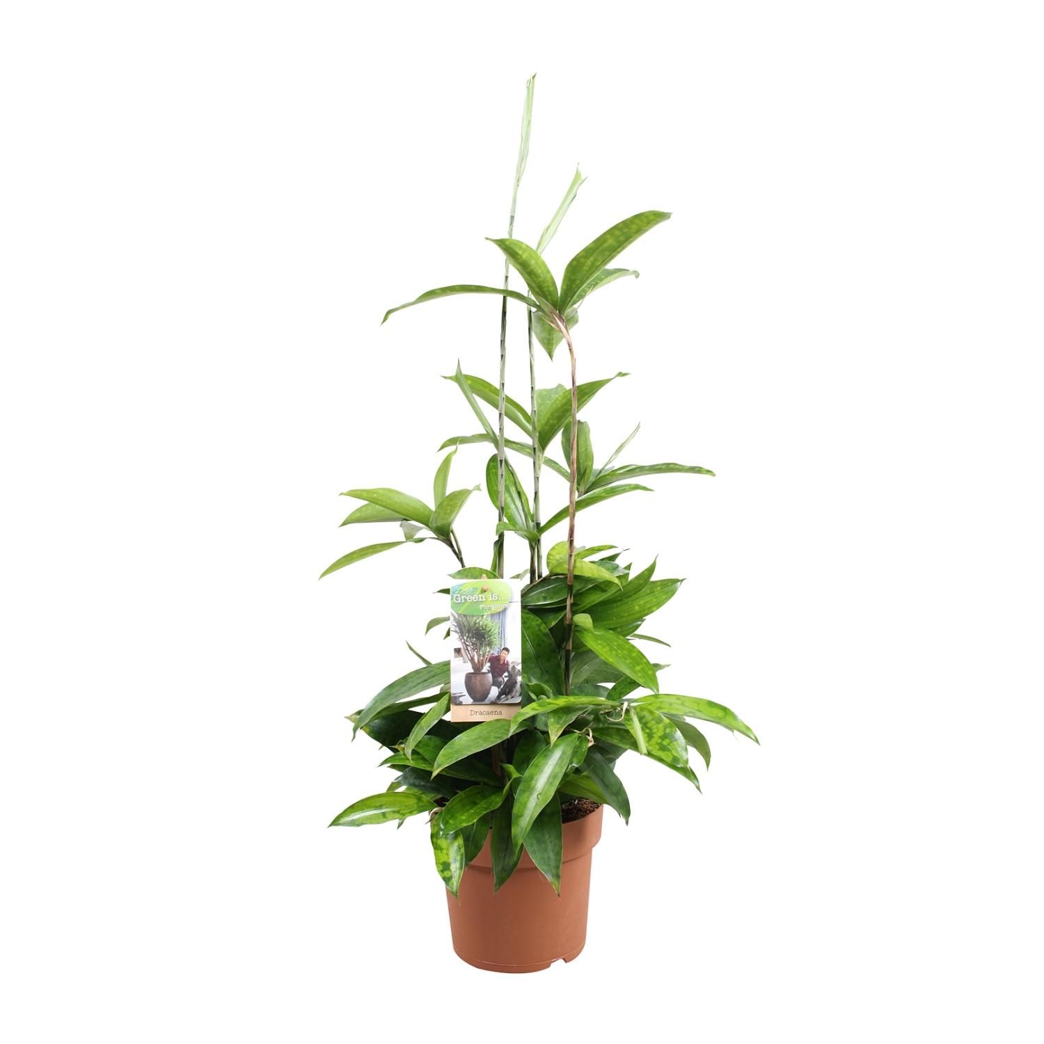 Dracaena Surculosa (9657)