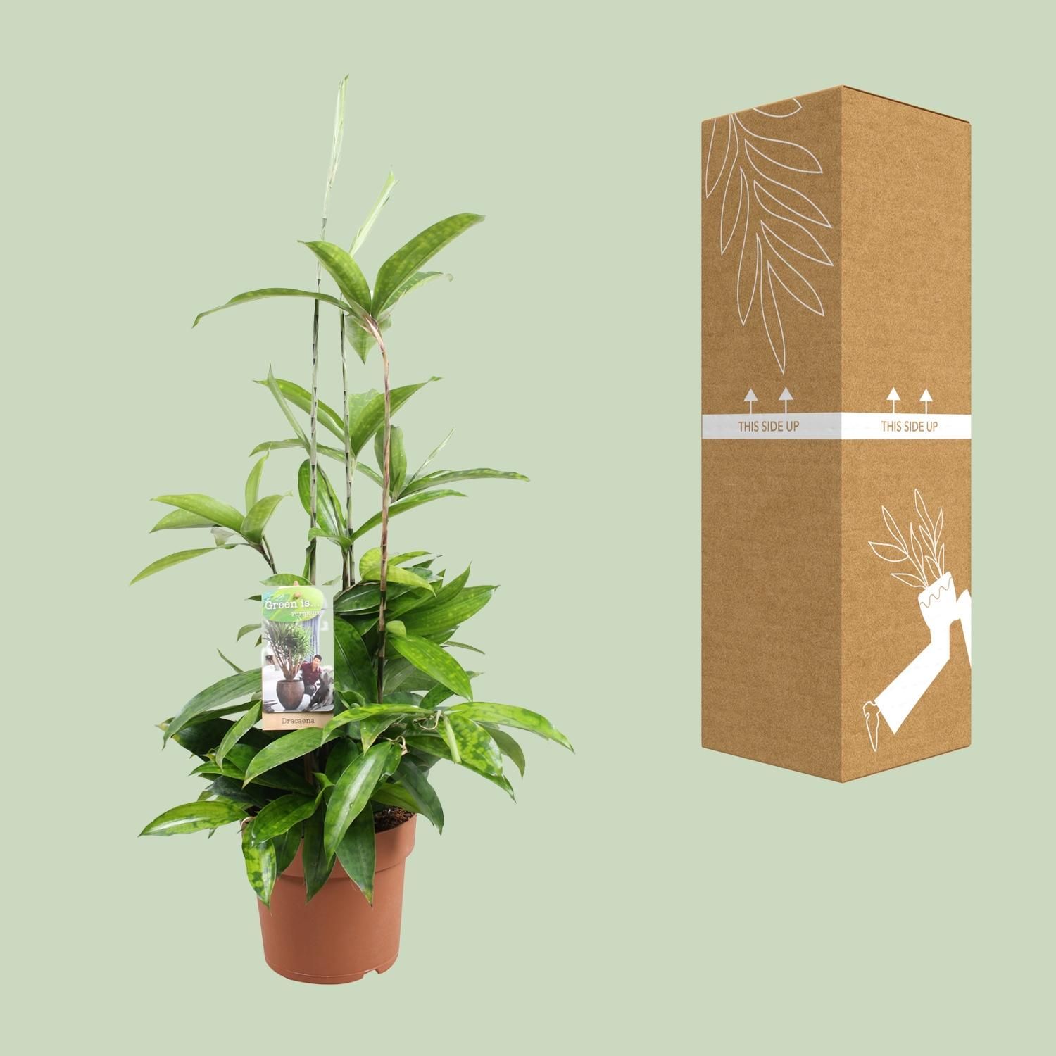 Dracaena Surculosa (9657)