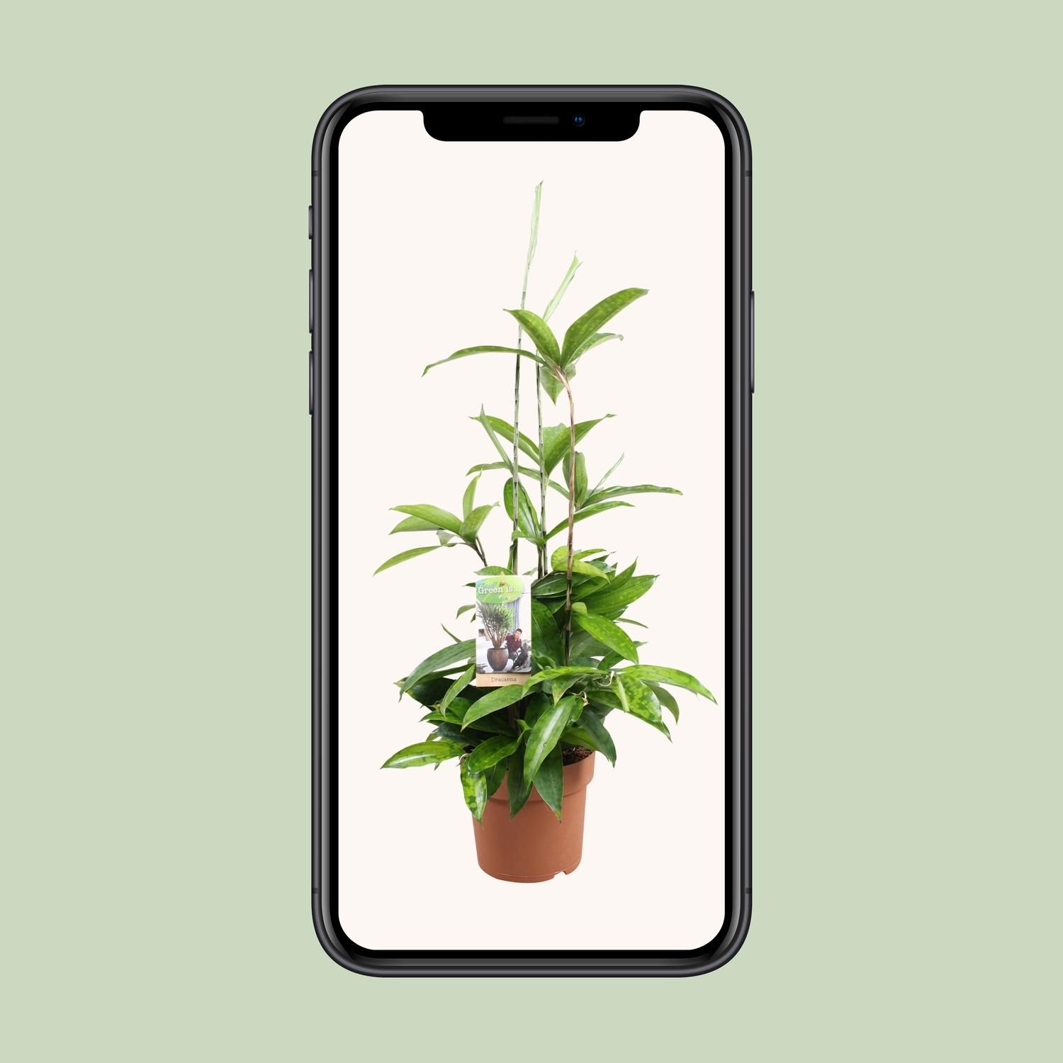 Dracaena Surculosa (9657)