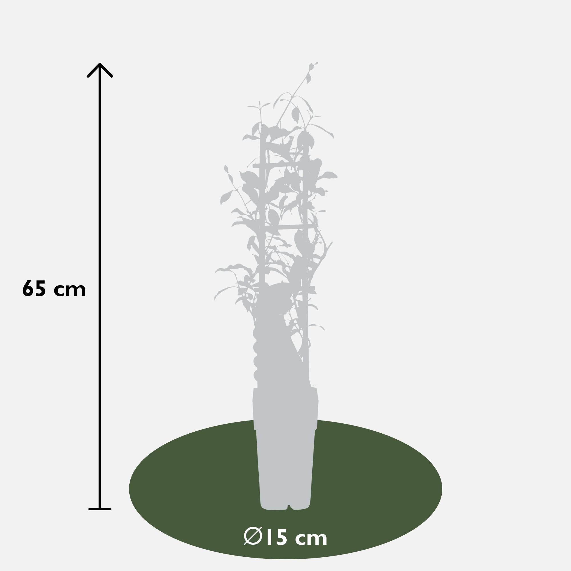 Hoogeveen 3x - Trachelospermum Mix - ↨65cm - Ø15 (8720955321266)