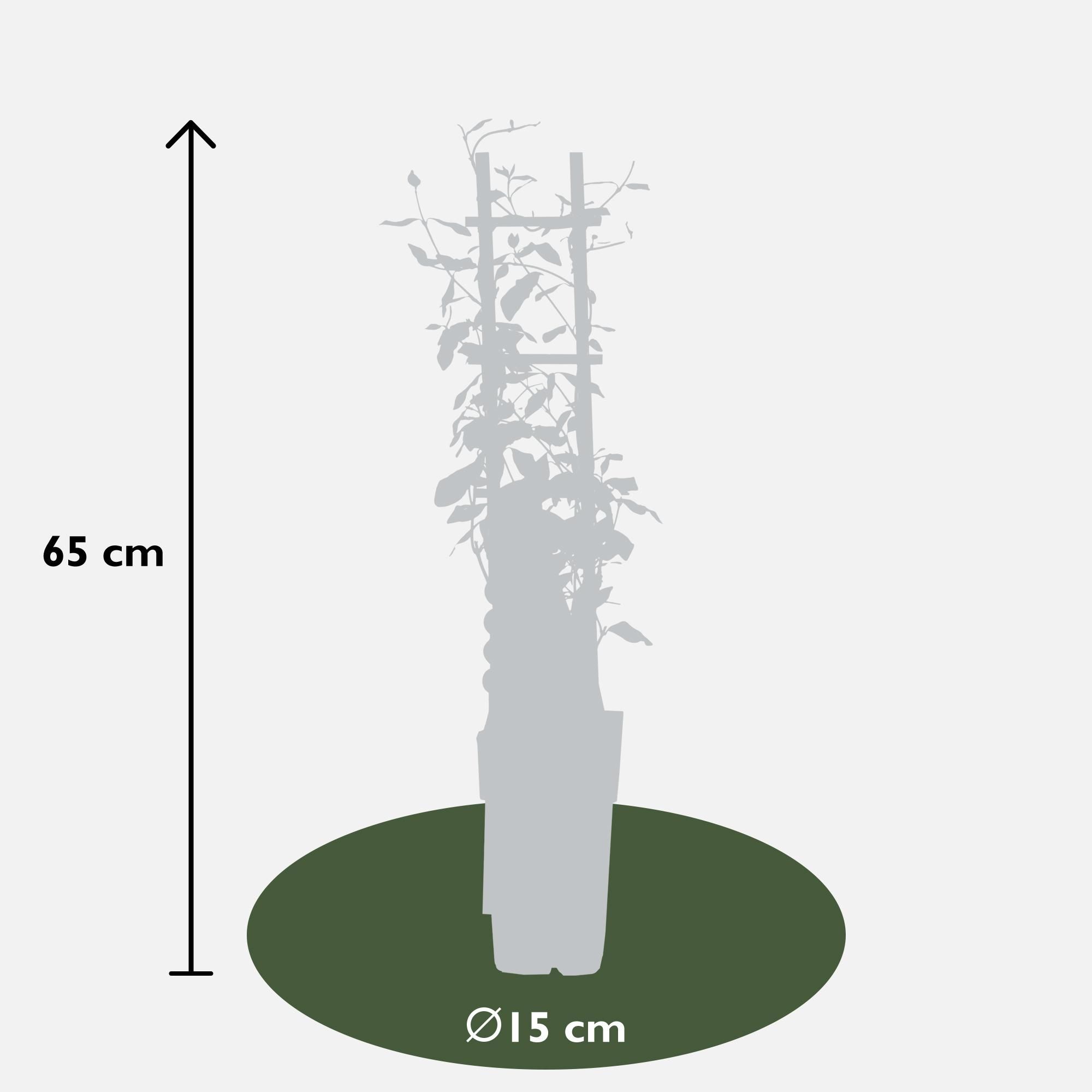 Hoogeveen 3x - Trachelospermum Mix - ↨65cm - Ø15 (8720955321266)