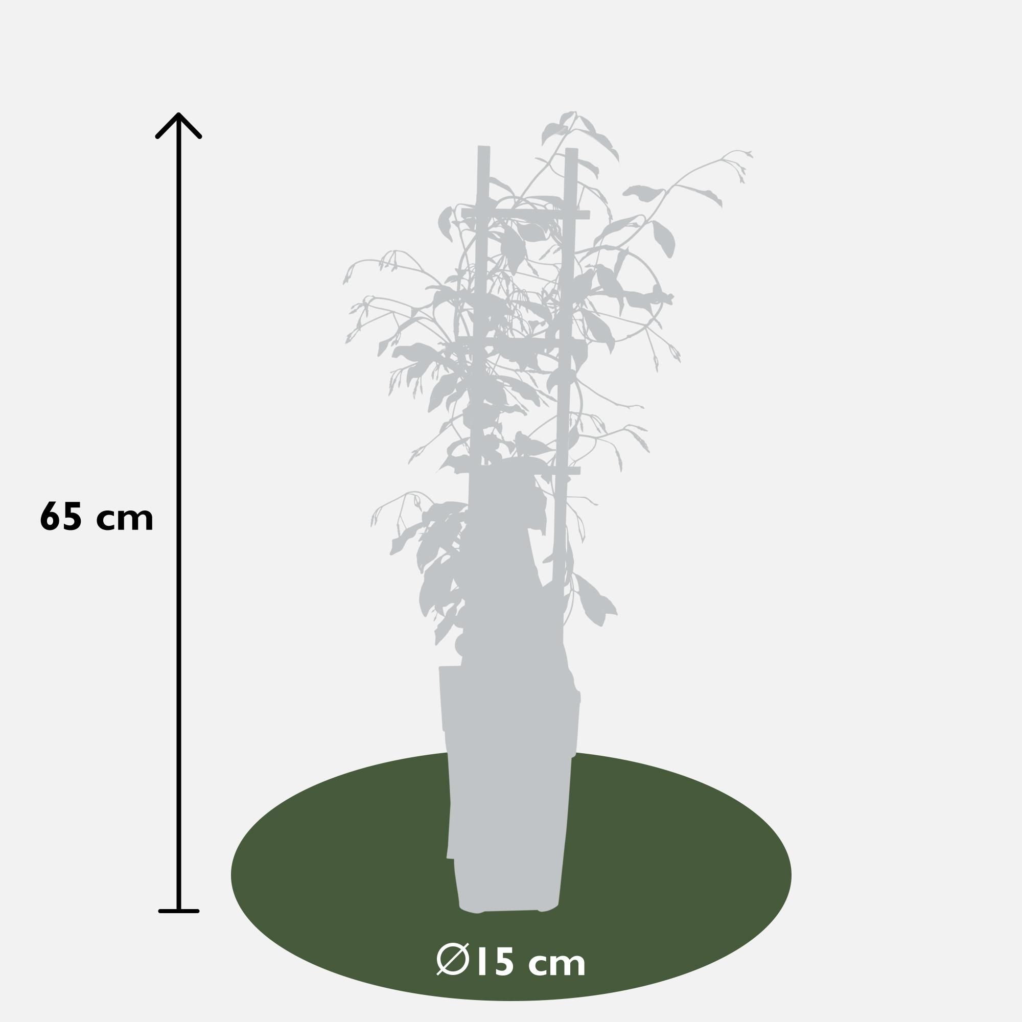 Hoogeveen 3x - Trachelospermum Mix - ↨65cm - Ø15 (8720955321266)