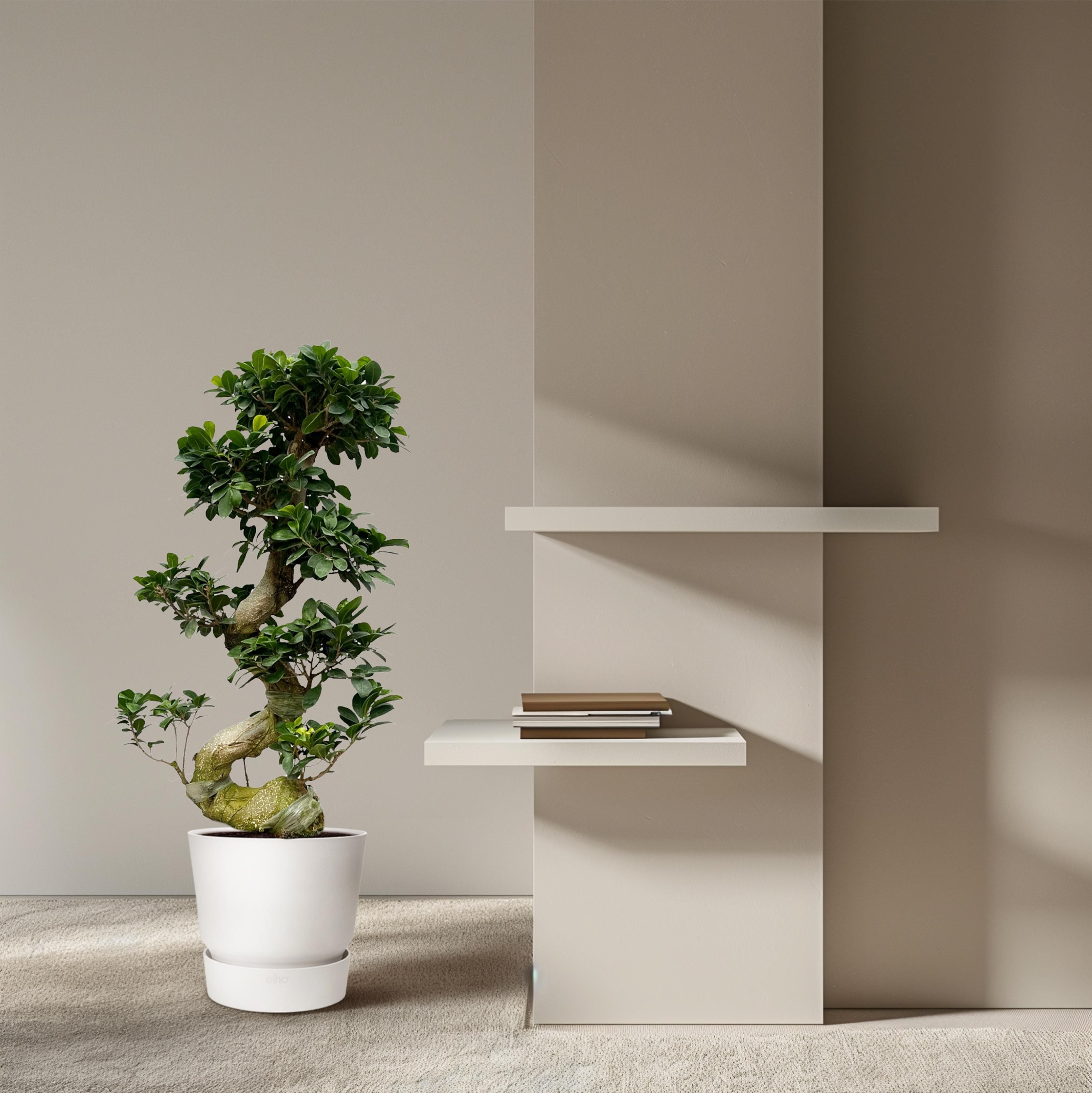 Ficus Microcarpa Ginseng - 80 cm - Ø27cm (8721081685543)