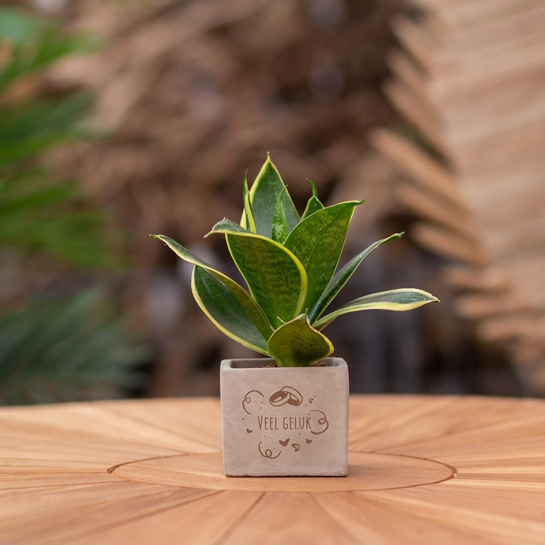 Congreet plantpots + Sansevieria | Veel geluk (8721225131417)