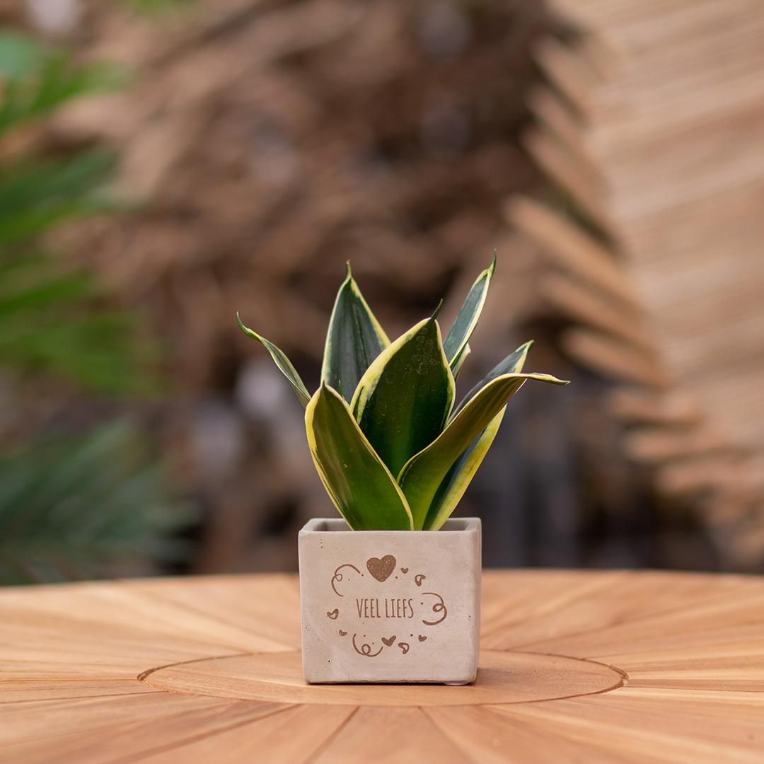 Congreet plantpots + Sansevieria | Veel liefs (8721225131394)
