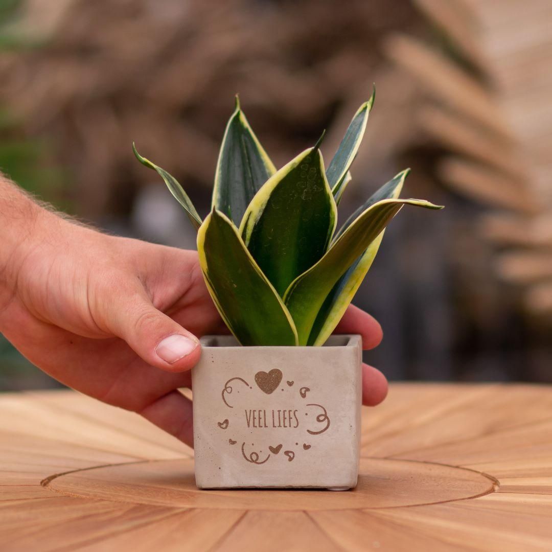 Congreet plantpots + Sansevieria | Veel liefs (8721225131394)