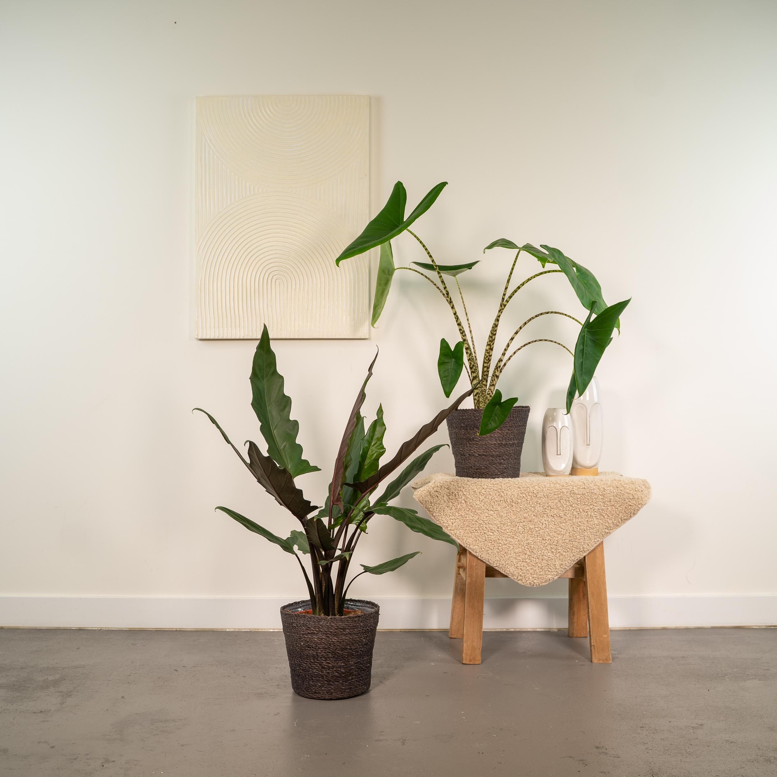 Alocasia Zebrina - Alocasia Lauterbachiana (8720955320030)