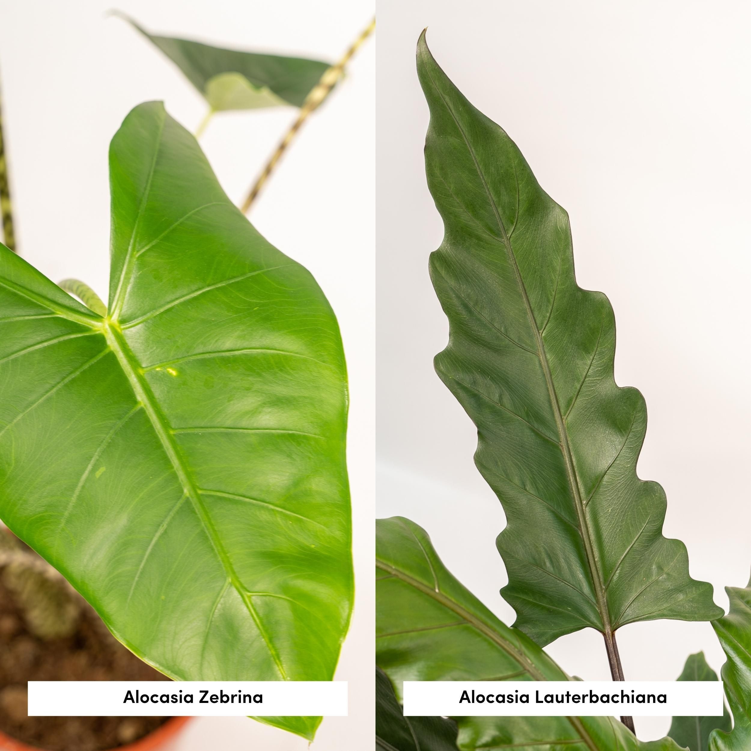 Alocasia Zebrina - Alocasia Lauterbachiana (8720955320030)