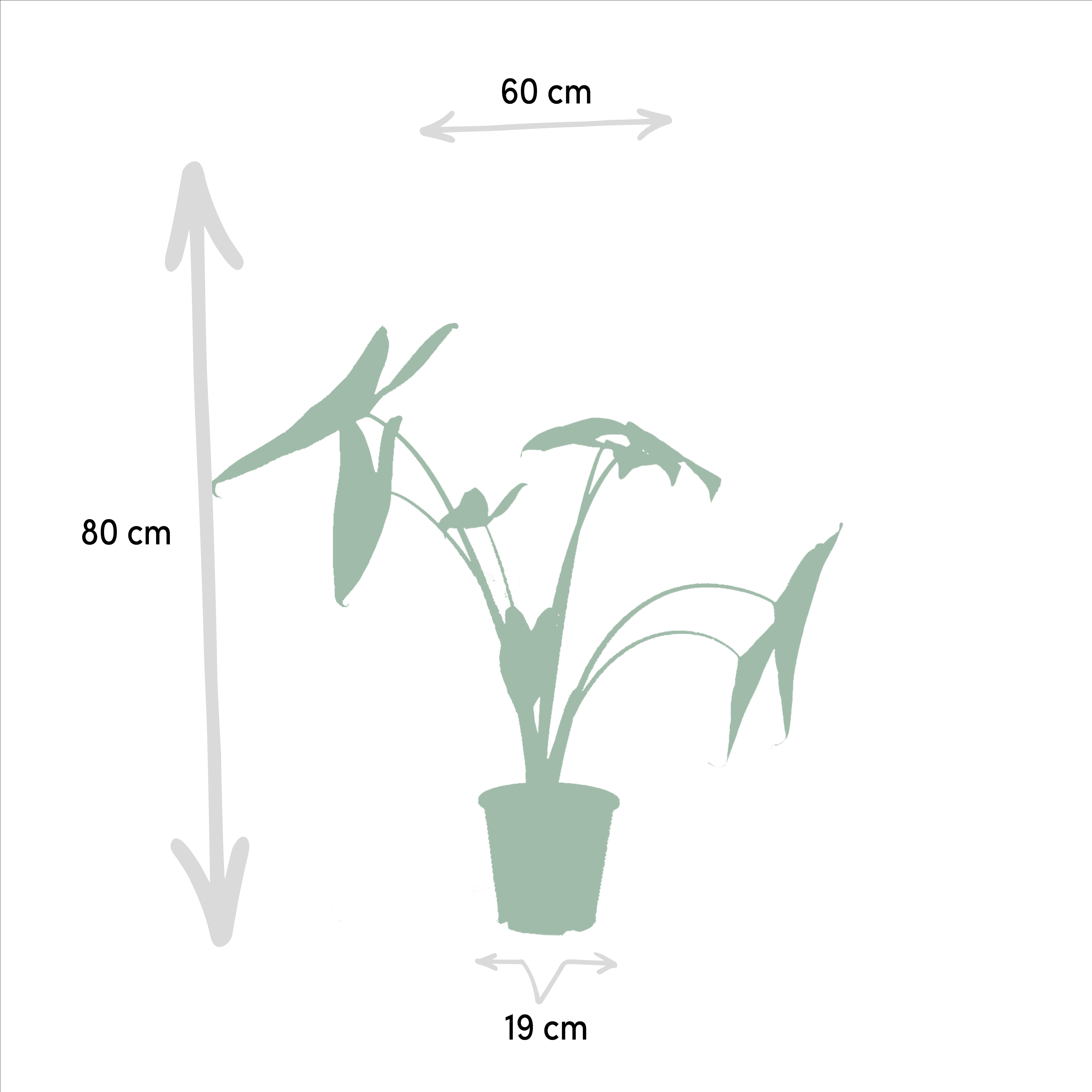 Alocasia Zebrina - Alocasia Lauterbachiana (8720955320030)