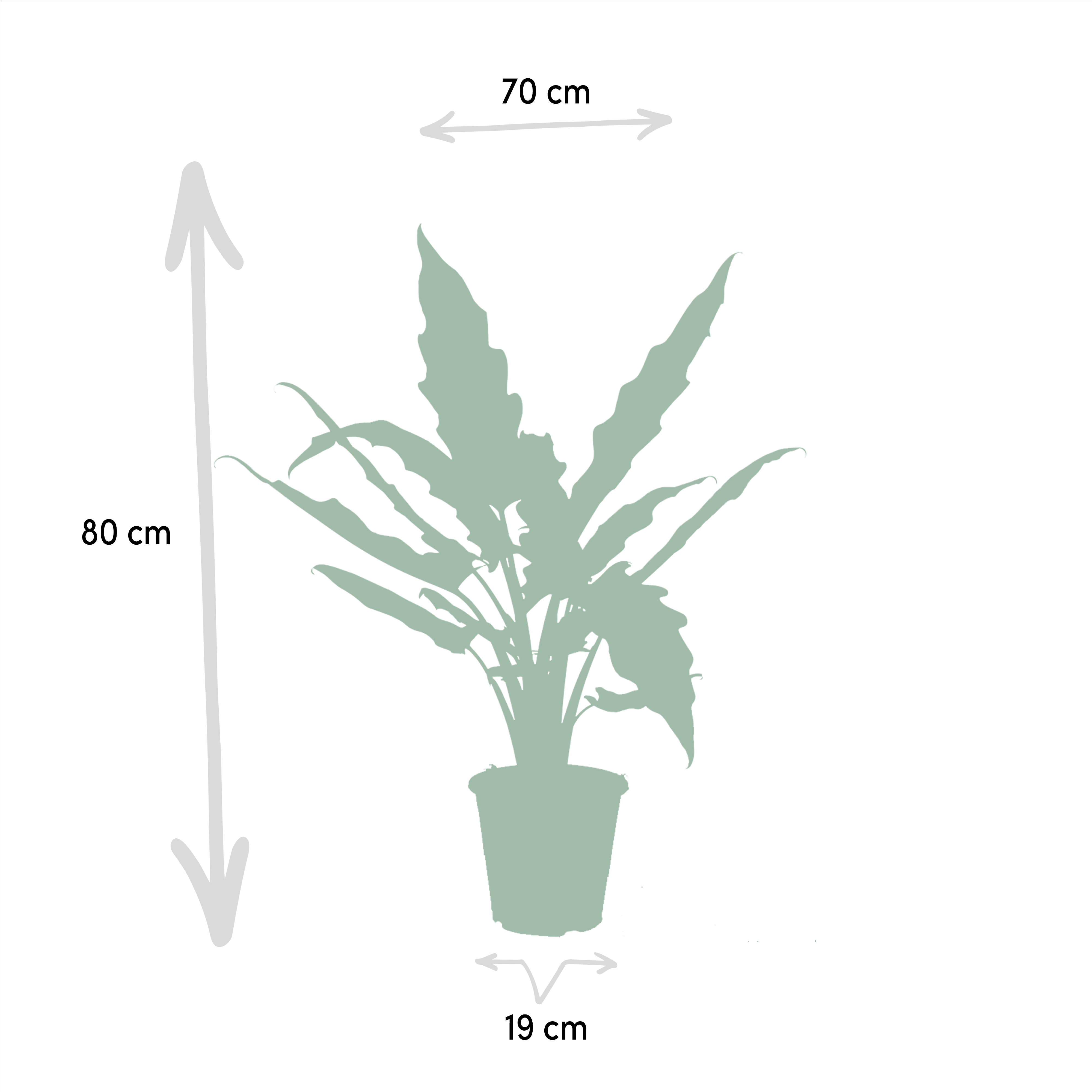 Alocasia Zebrina - Alocasia Lauterbachiana (8720955320030)
