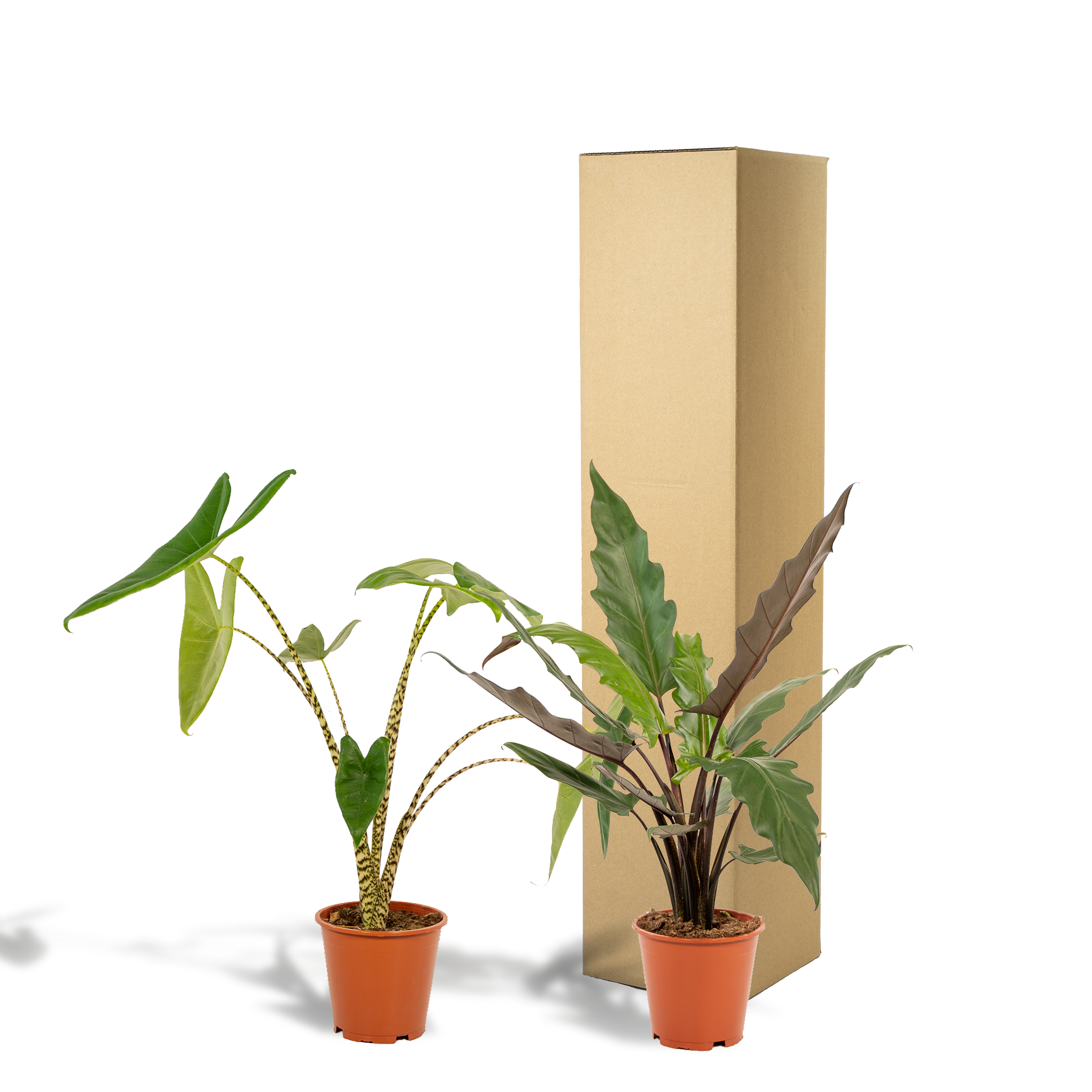 Alocasia Zebrina - Alocasia Lauterbachiana (8720955320030)