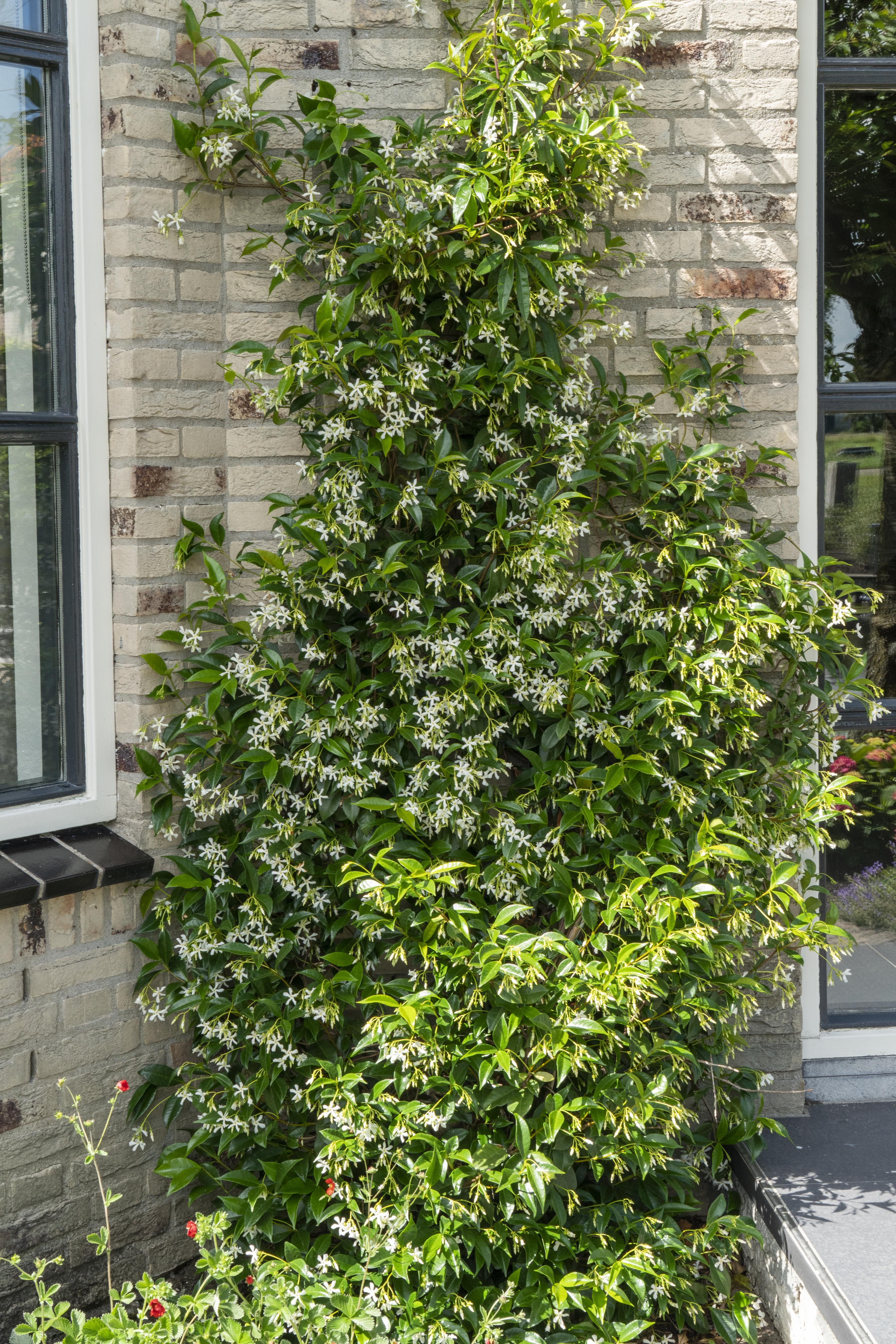 Hoogeveen 2x - Trachelospermum 'Star of Venice' - ↨65cm - Ø15 (8720955321259)