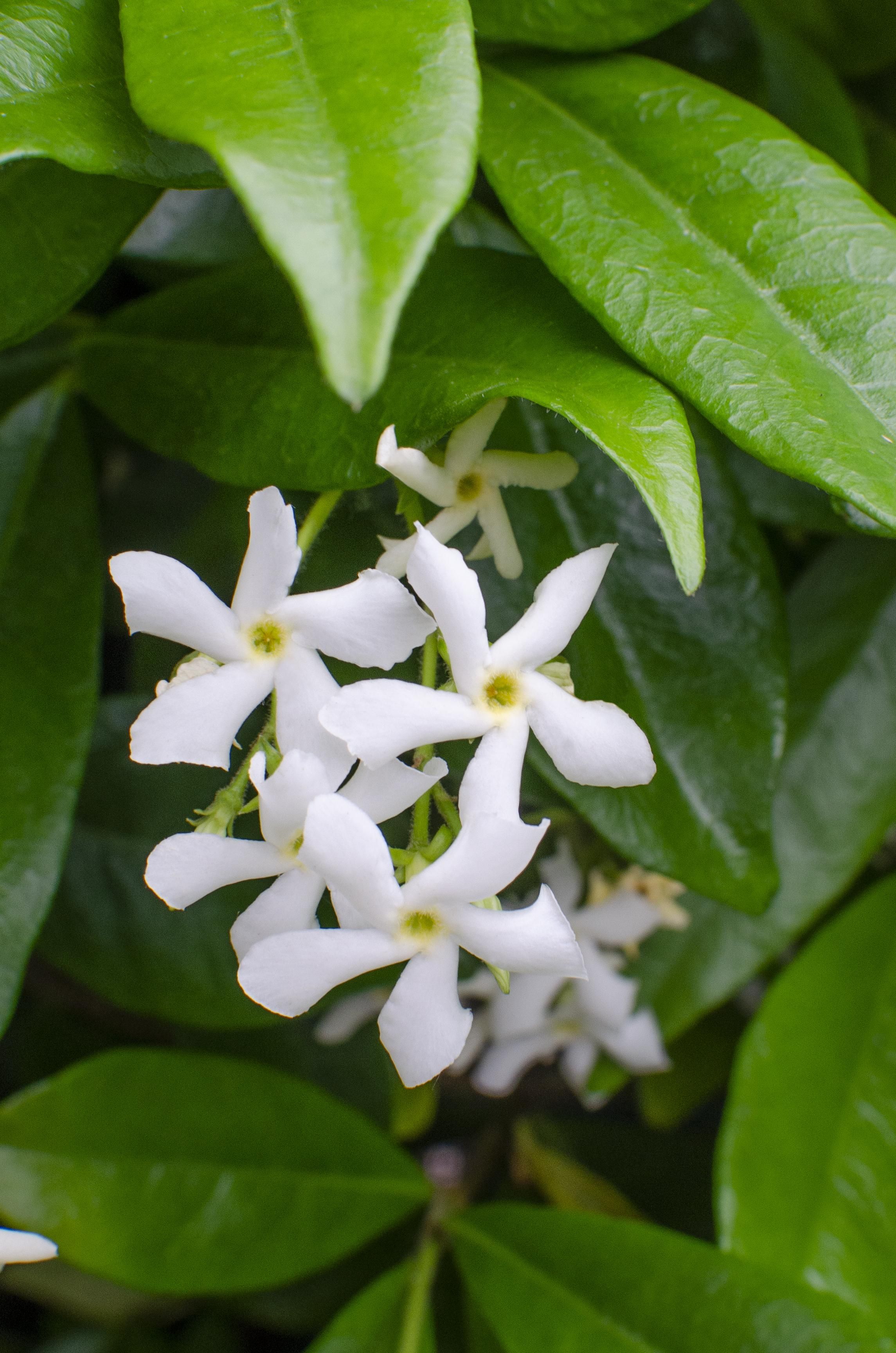 Hoogeveen 2x - Trachelospermum 'Star of Venice' - ↨65cm - Ø15 (8720955321259)
