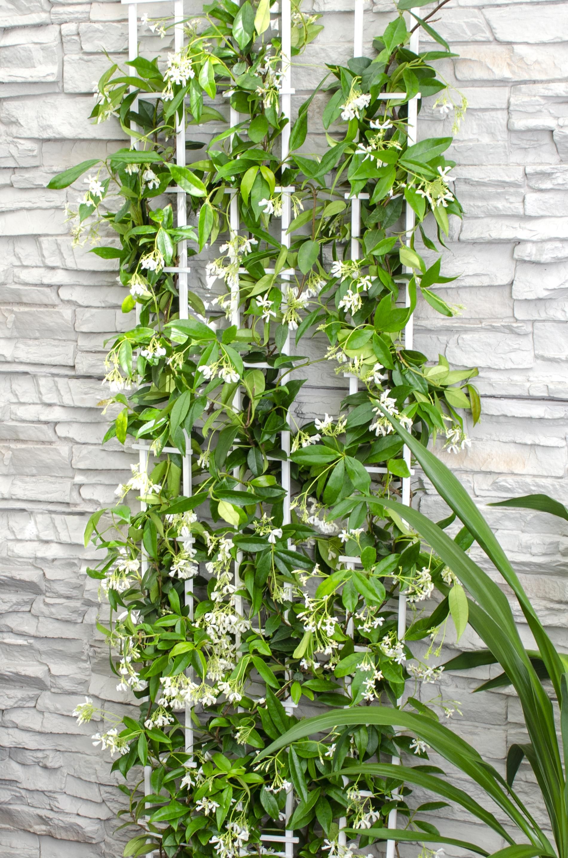 Hoogeveen 2x - Trachelospermum 'Star of Venice' - ↨65cm - Ø15 (8720955321259)