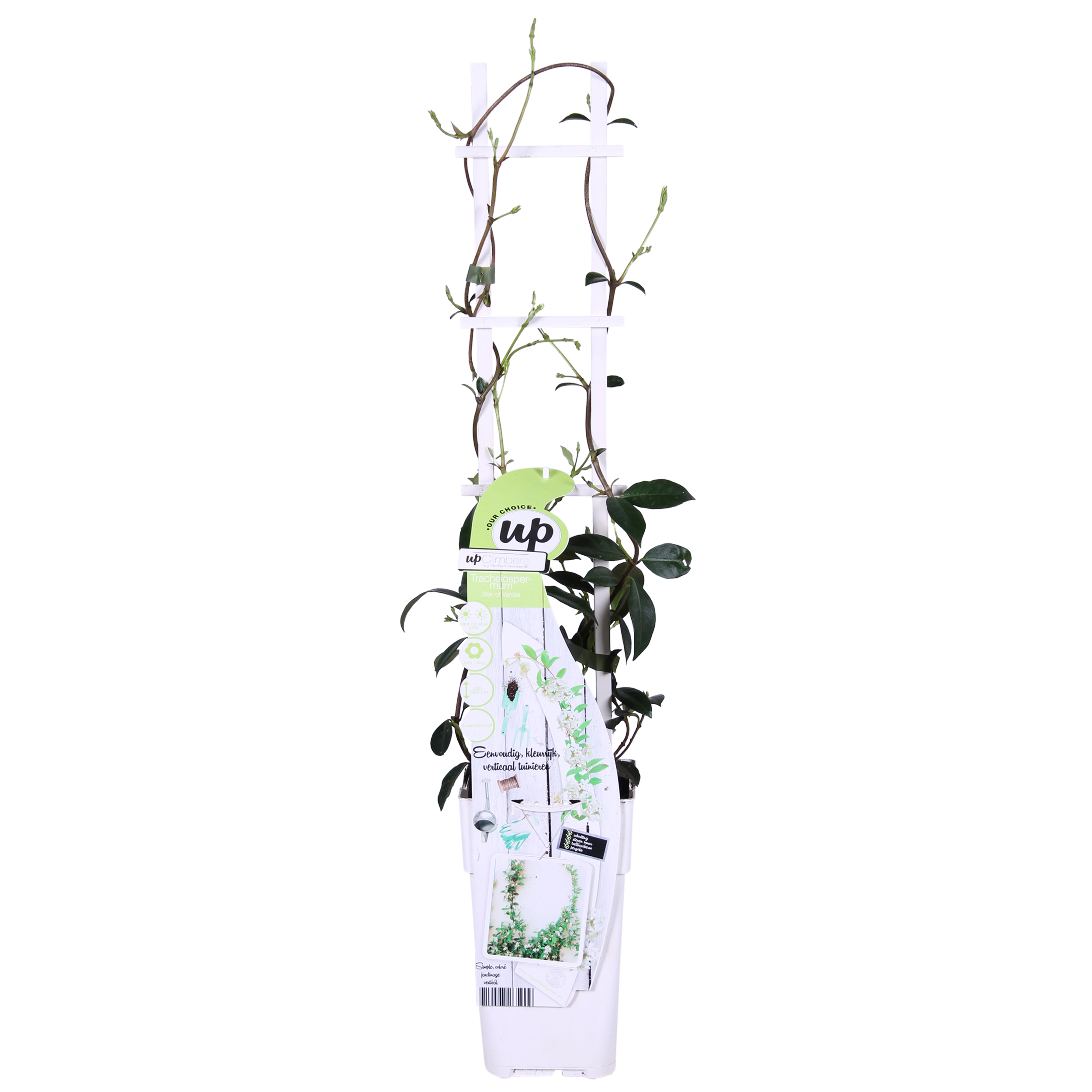 Hoogeveen 2x - Trachelospermum 'Star of Venice' - ↨65cm - Ø15 (8720955321259)