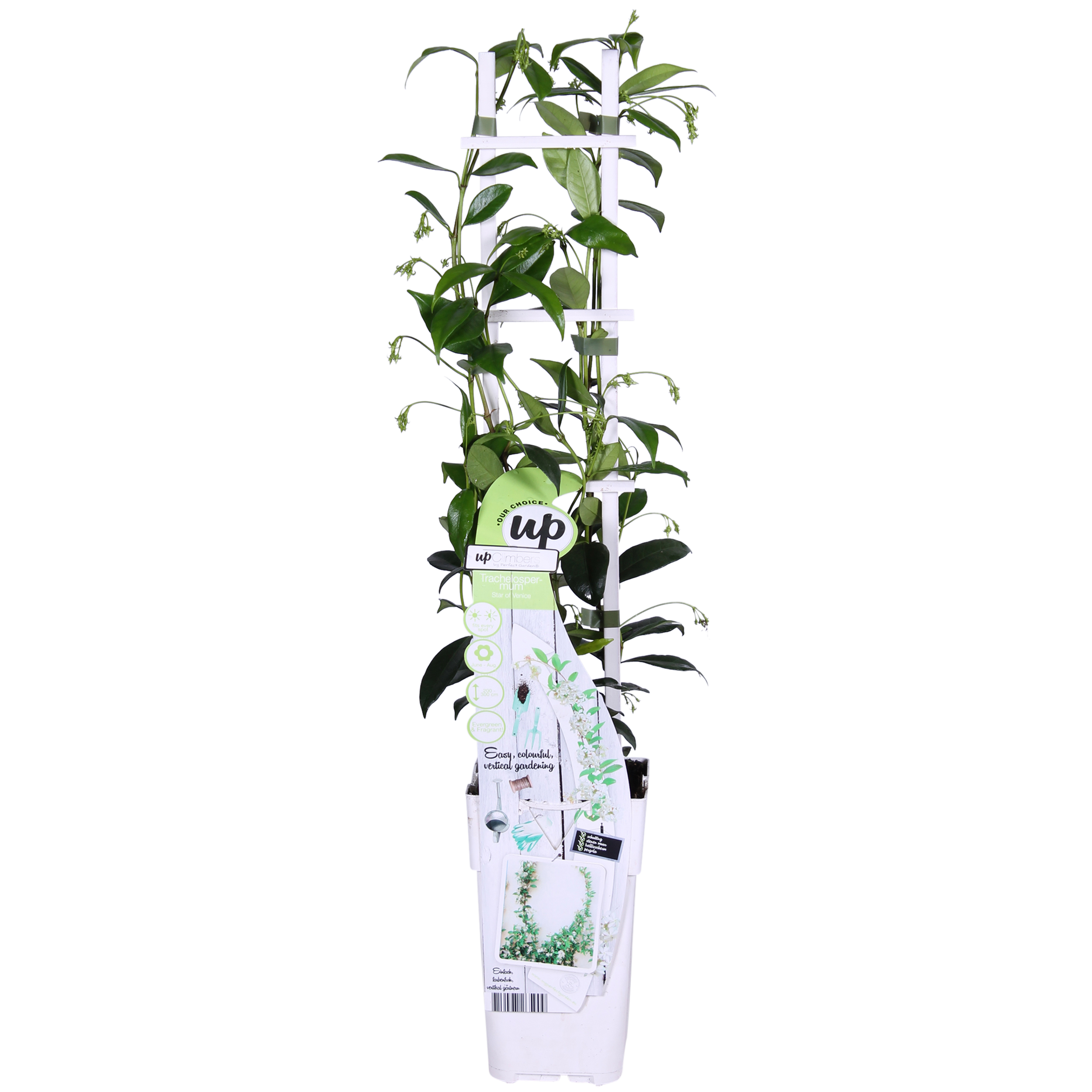 Hoogeveen 2x - Trachelospermum 'Star of Venice' - ↨65cm - Ø15 (8720955321259)