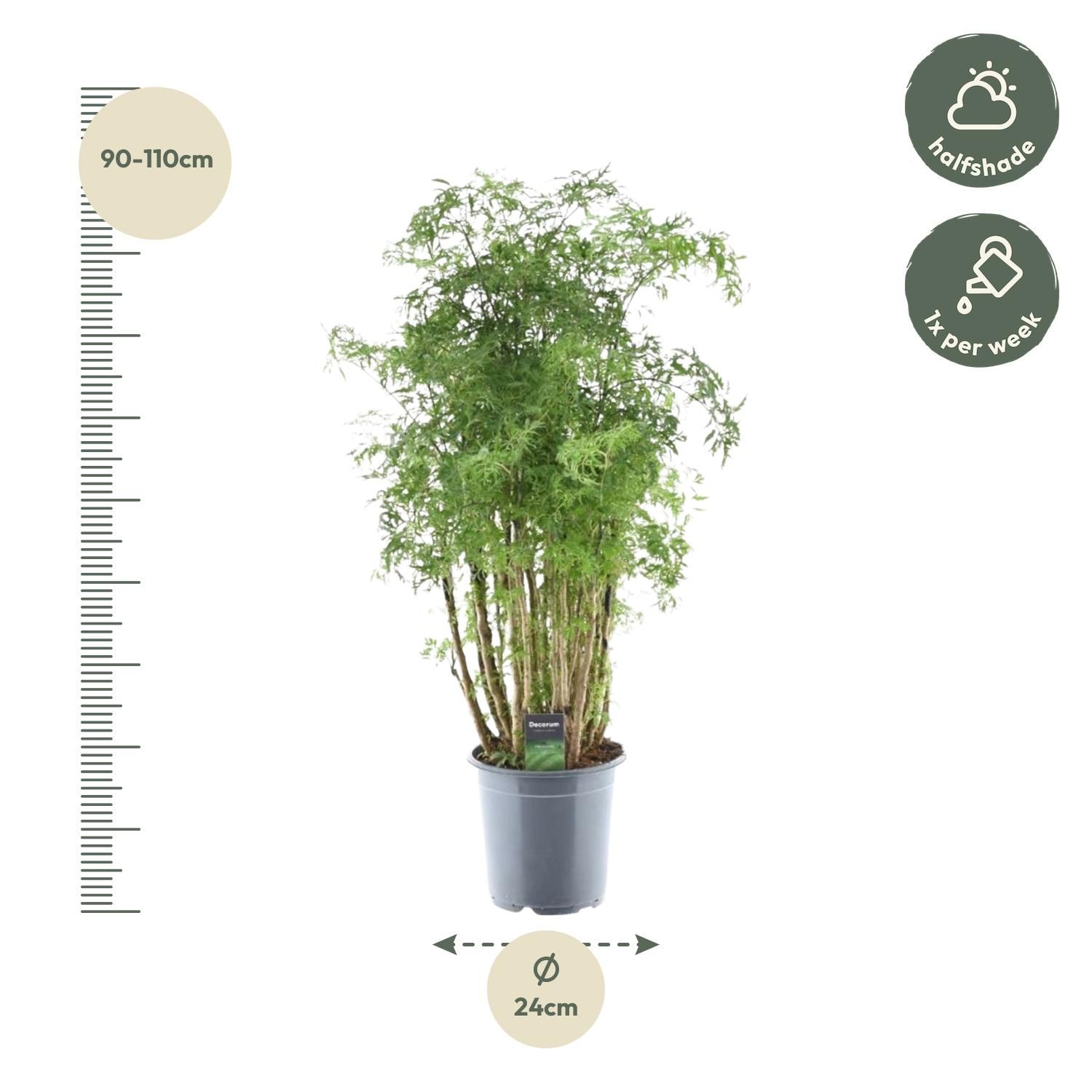 Polyscias Hawaiiana Ming - 100 cm - Ø24cm (8721081685468)