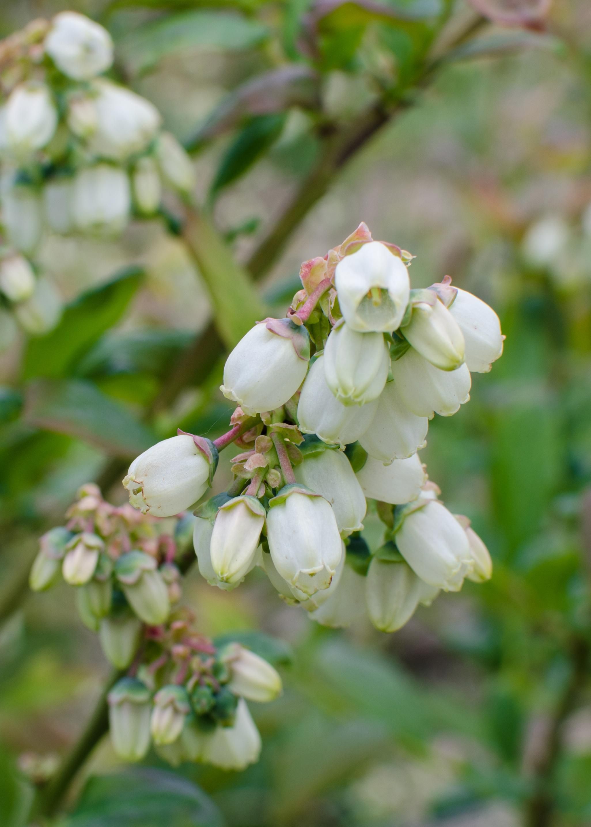 Hoogeveen 5x - Vaccinium corymbosum 'Reka' - ↨45cm - Ø13 (8720955321389)