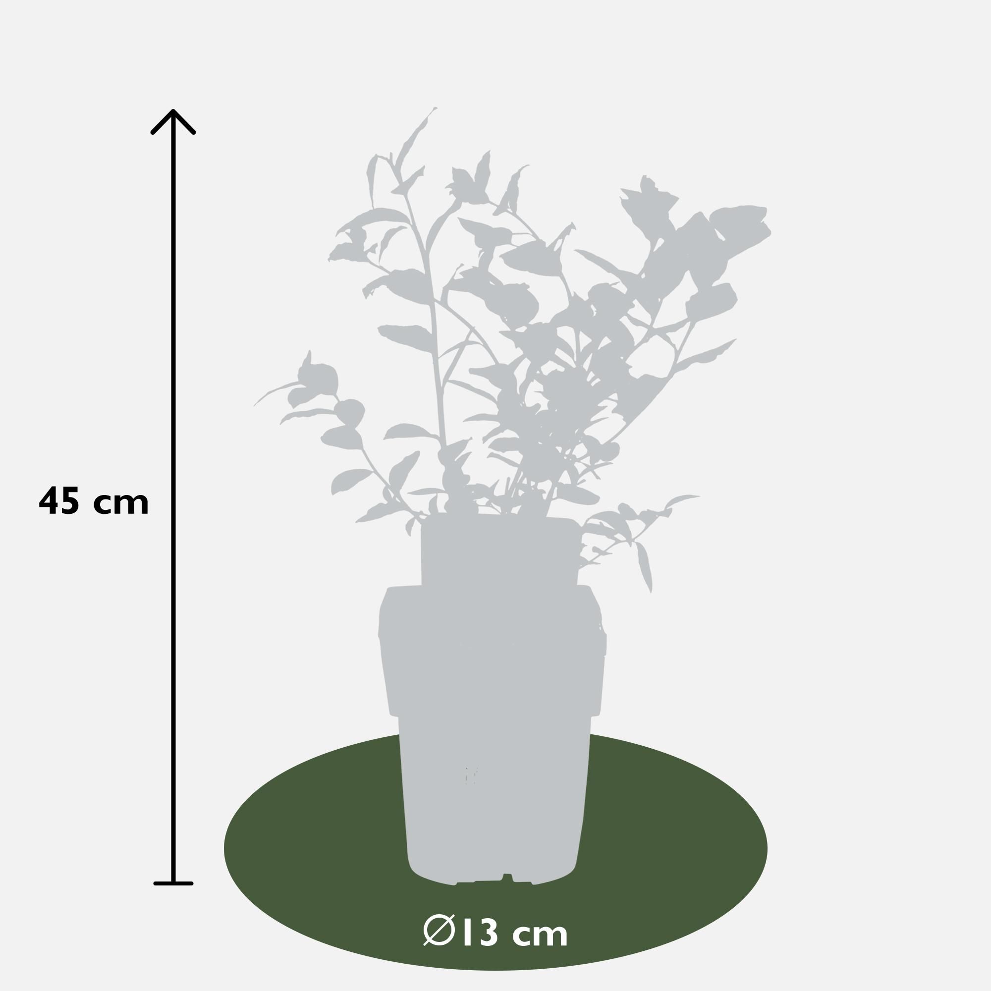 Hoogeveen 5x - Vaccinium corymbosum 'Reka' - ↨45cm - Ø13 (8720955321389)