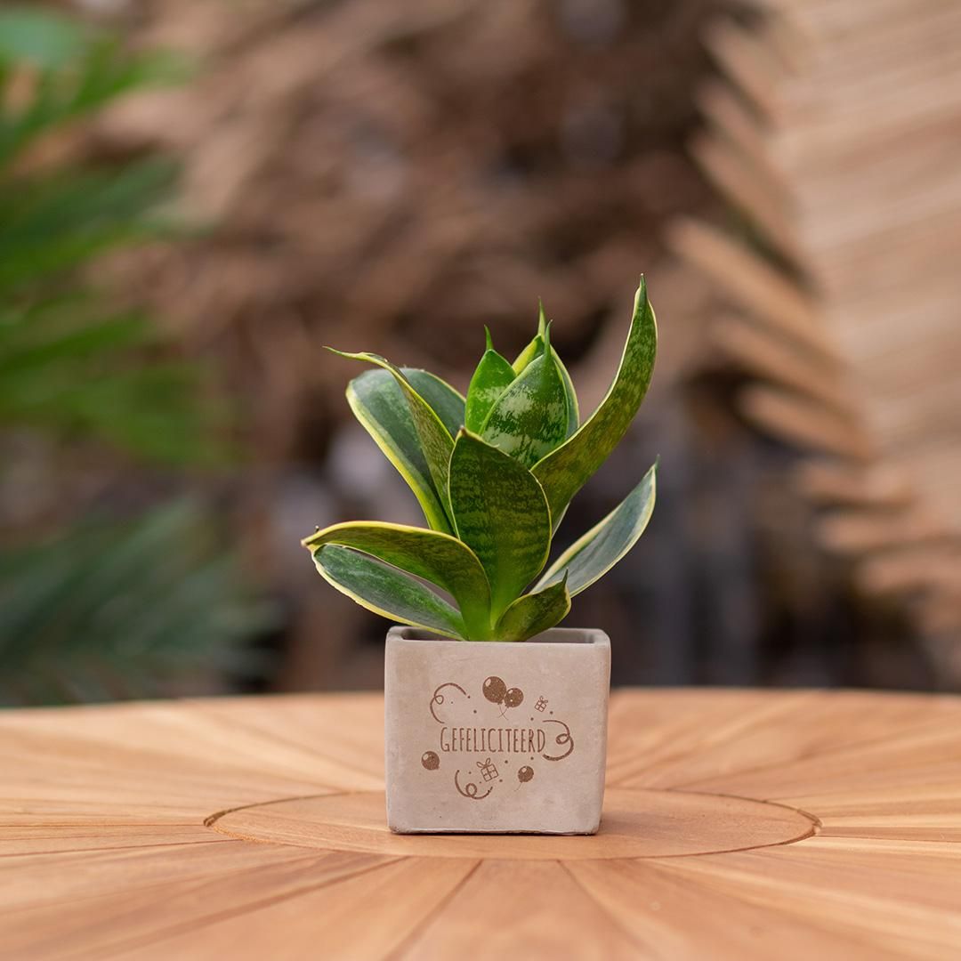 Congreet plantpots + Sansevieria | Gefeliciteerd (8721225131349)