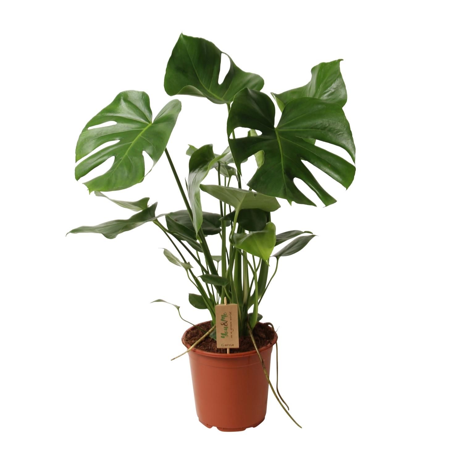 Monstera Deliciosa P21 (29830)