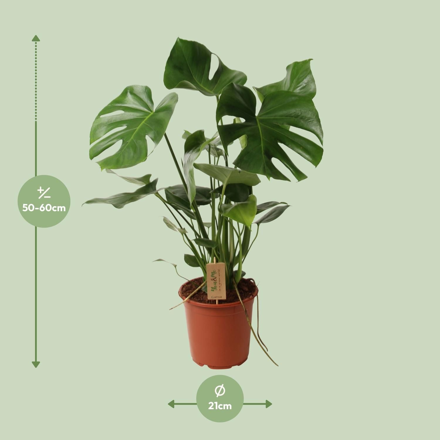 Monstera Deliciosa P21 (29830)