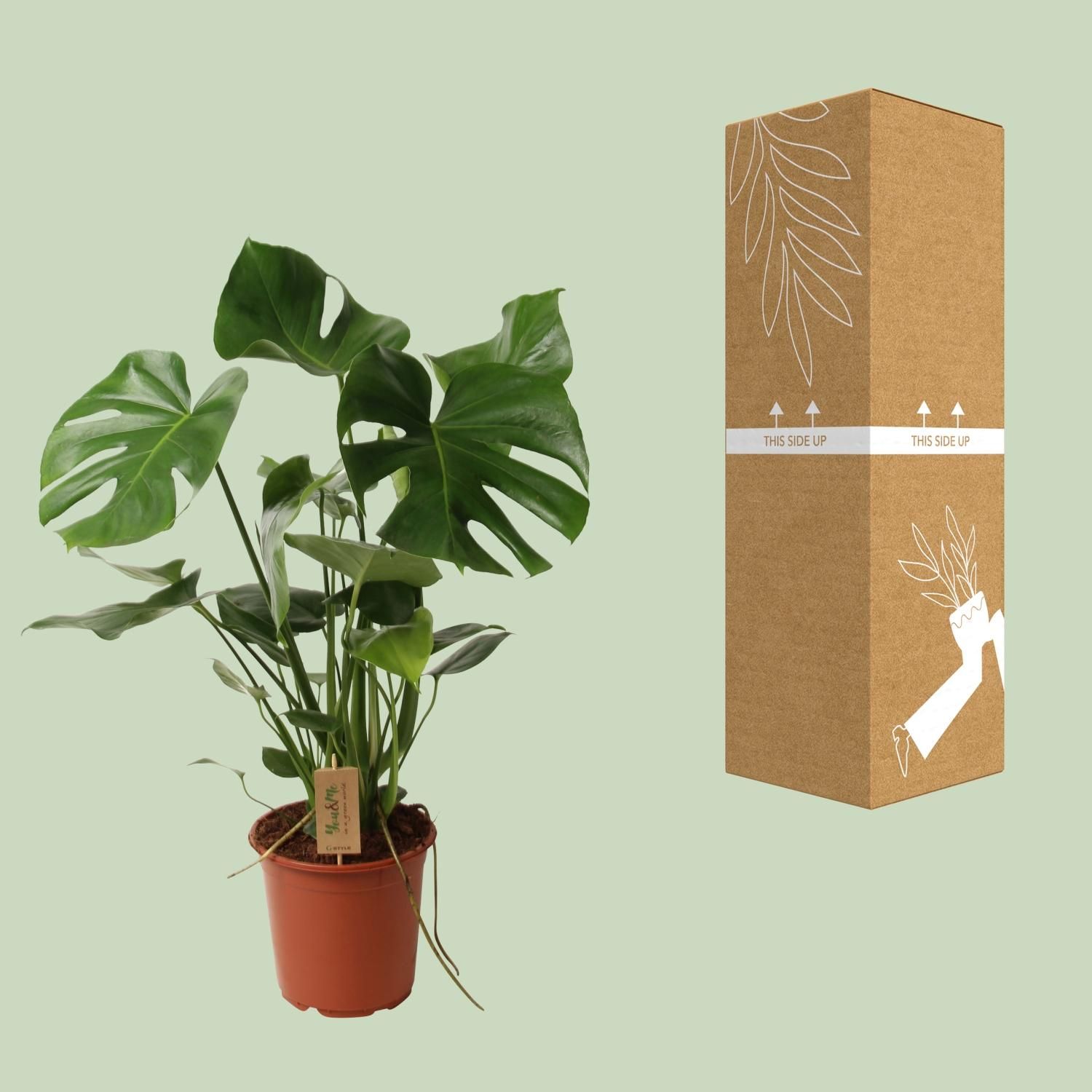 Monstera Deliciosa P21 (29830)