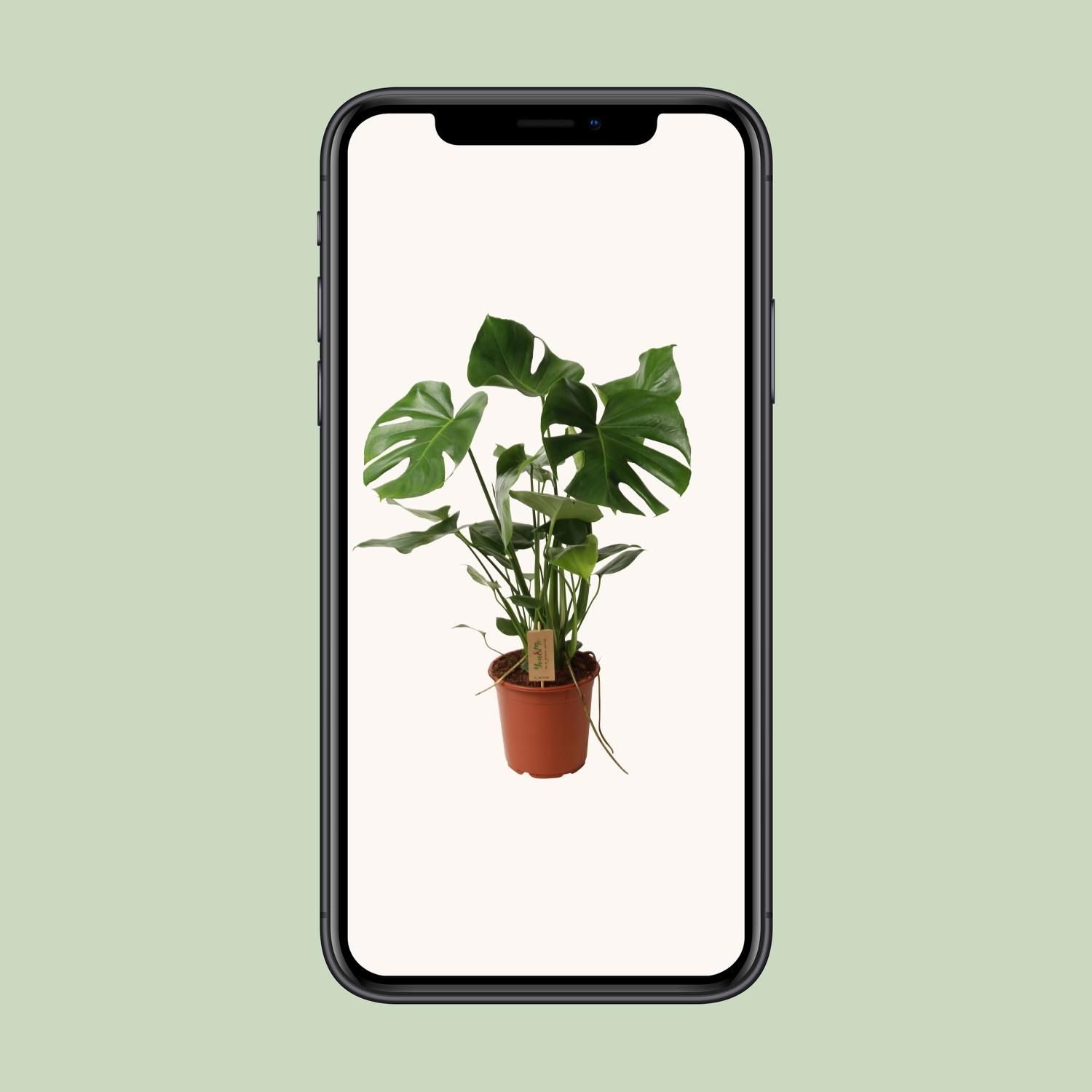 Monstera Deliciosa P21 (29830)
