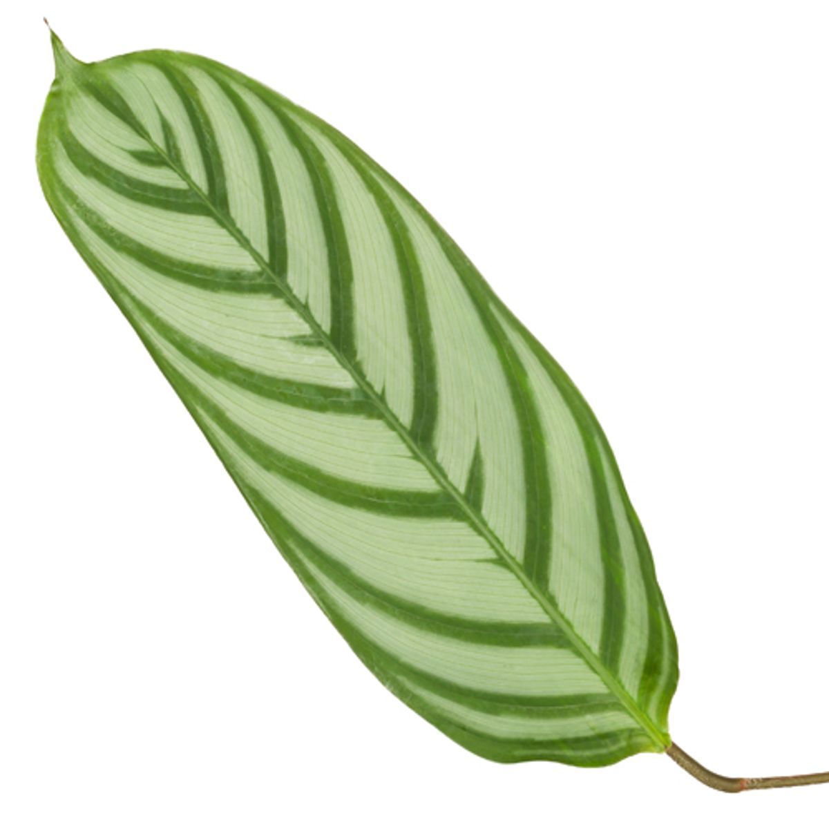 Calathea Compactstar - 90 cm - Ø21cm (8721081685741)