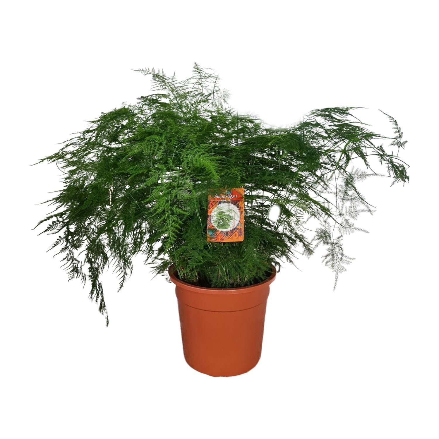 Asparagus Setaceus (25409)