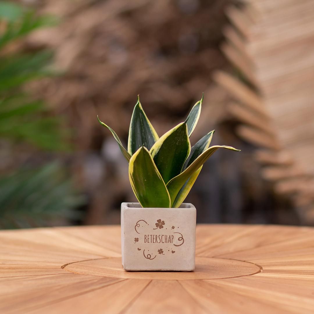 Congreet plantpots + Sansevieria | Beterschap (8721225131332)