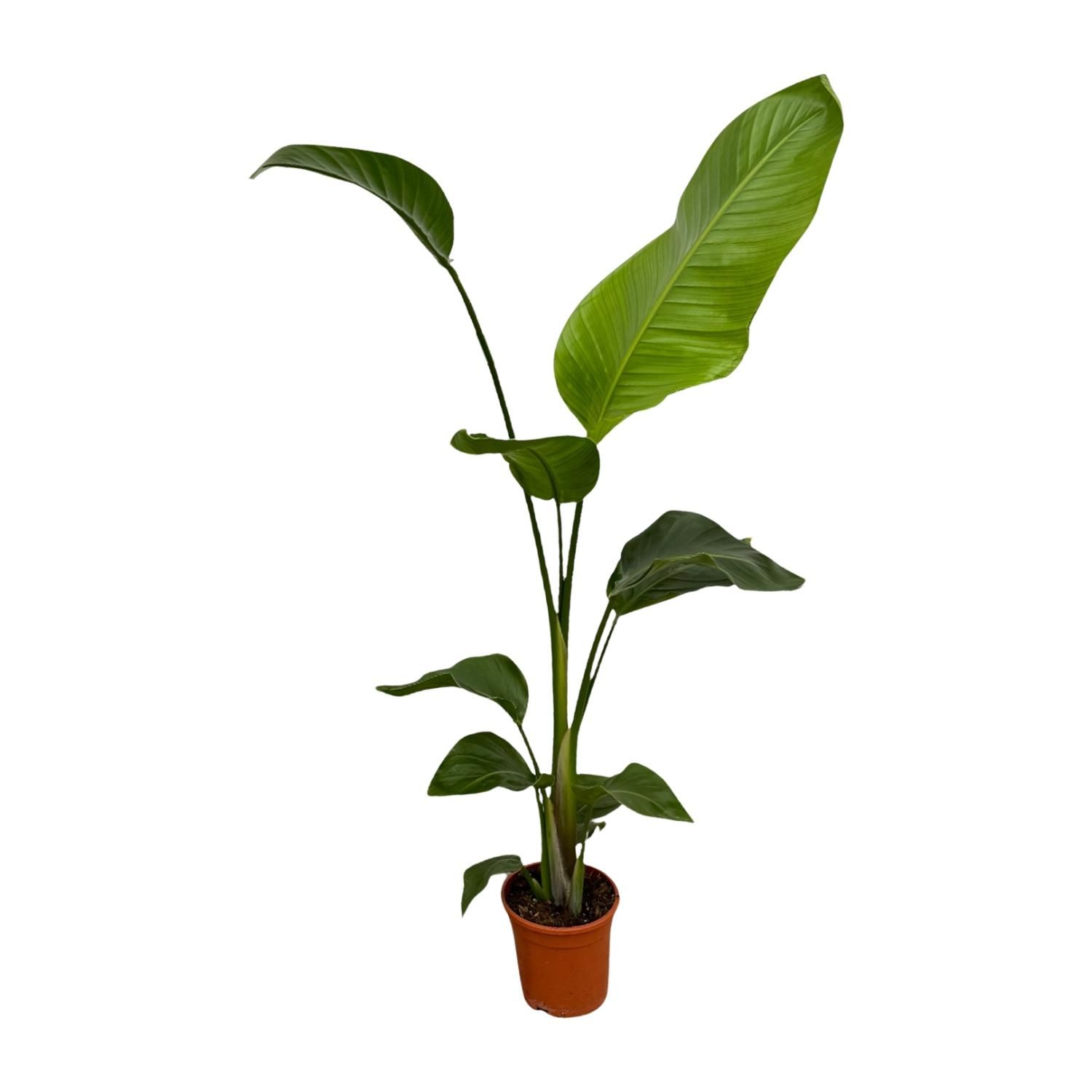 2x Strelitzia Nicolai - 100 cm - Ø17 (8721081601840)